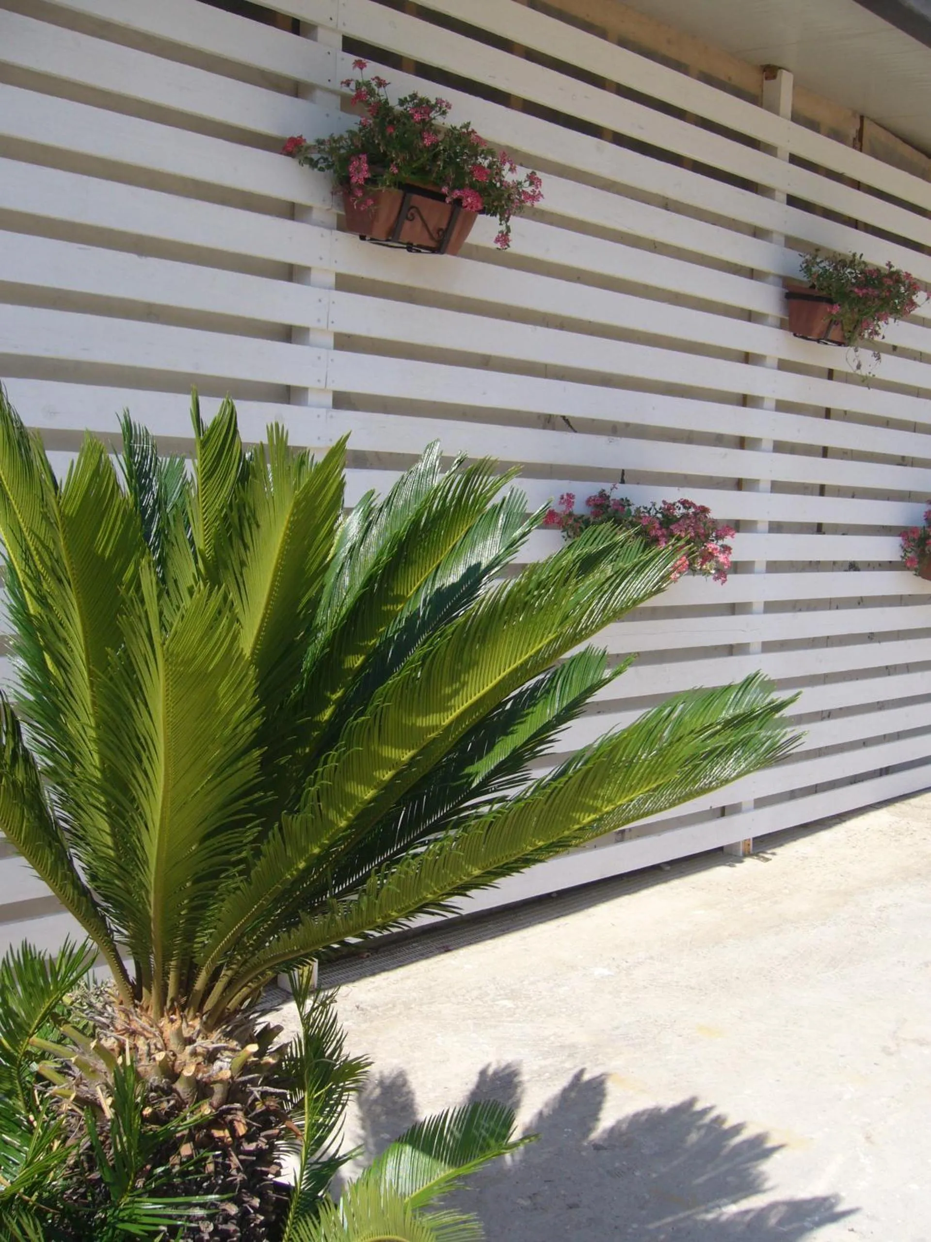 Decorative detail in Cuore Di Palme