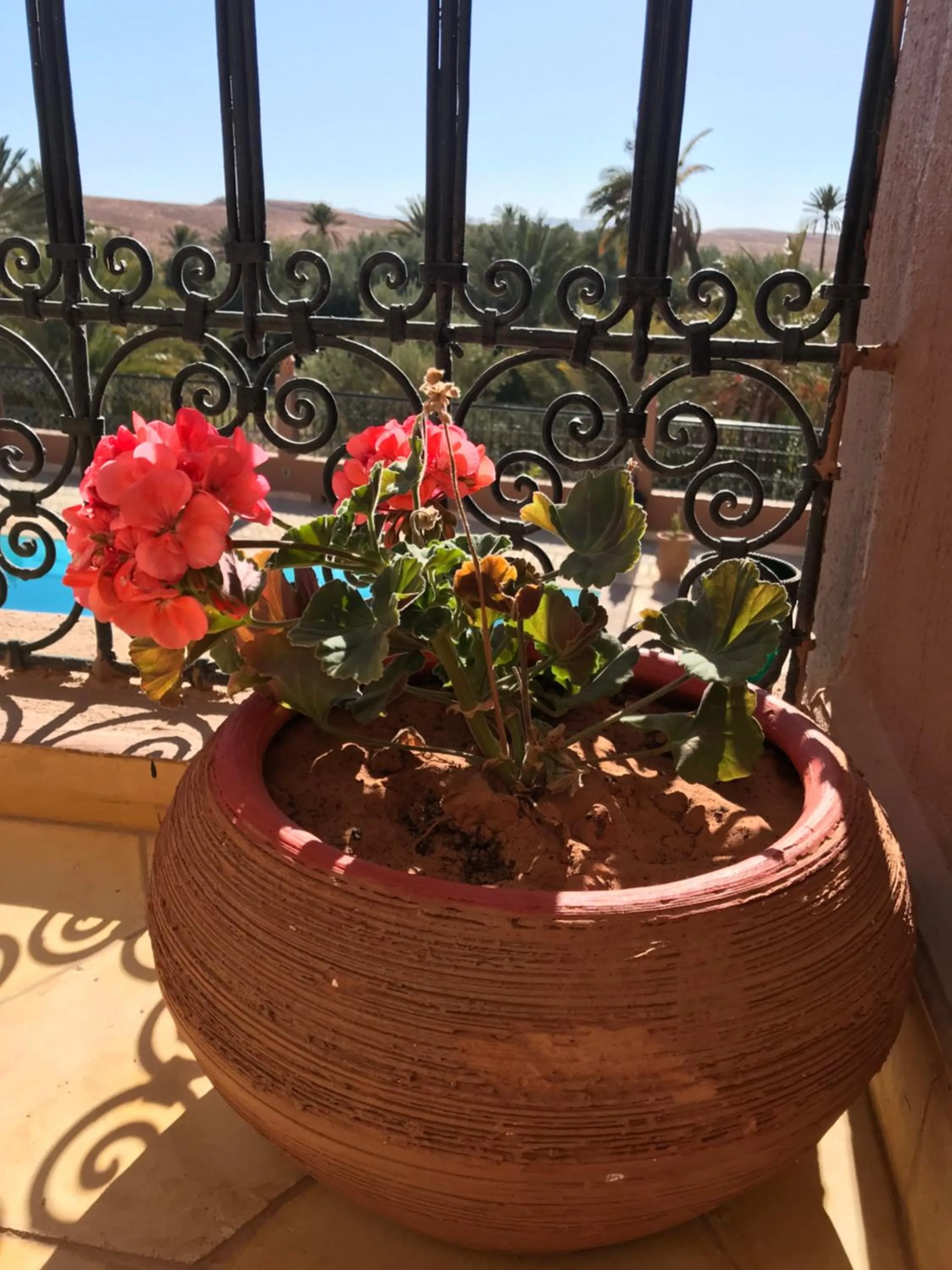 Balcony/Terrace in Riad Dar Bab Todra