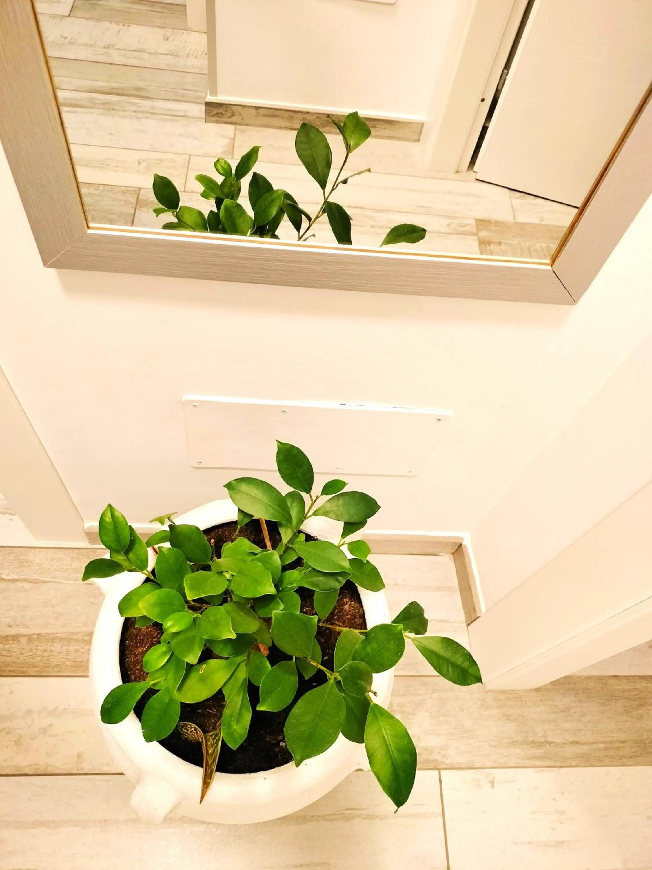 Decorative detail in Appartamento Le Ginestre