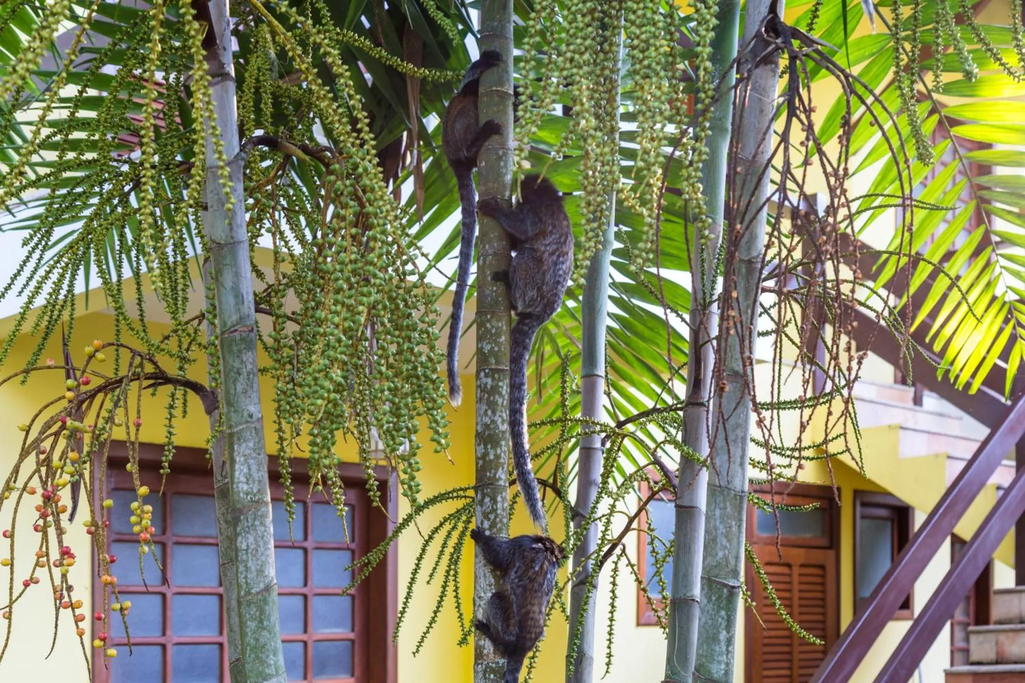 Animals in Arraial Bangalô Praia Hotel