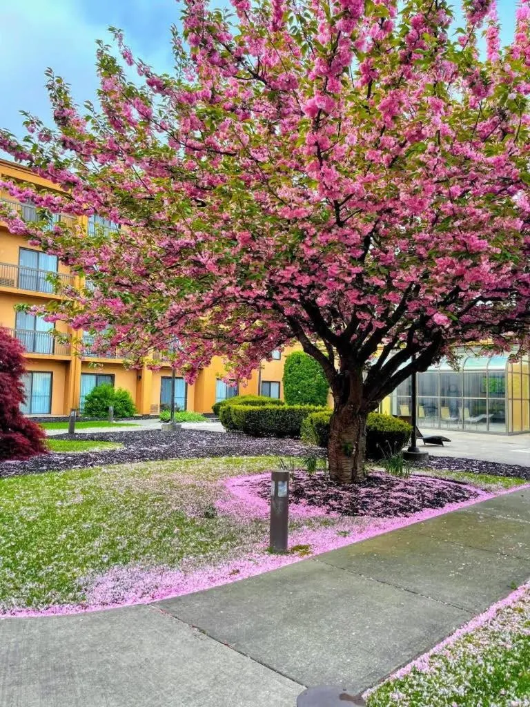 Spring in Courtyard by Marriott Fishkill