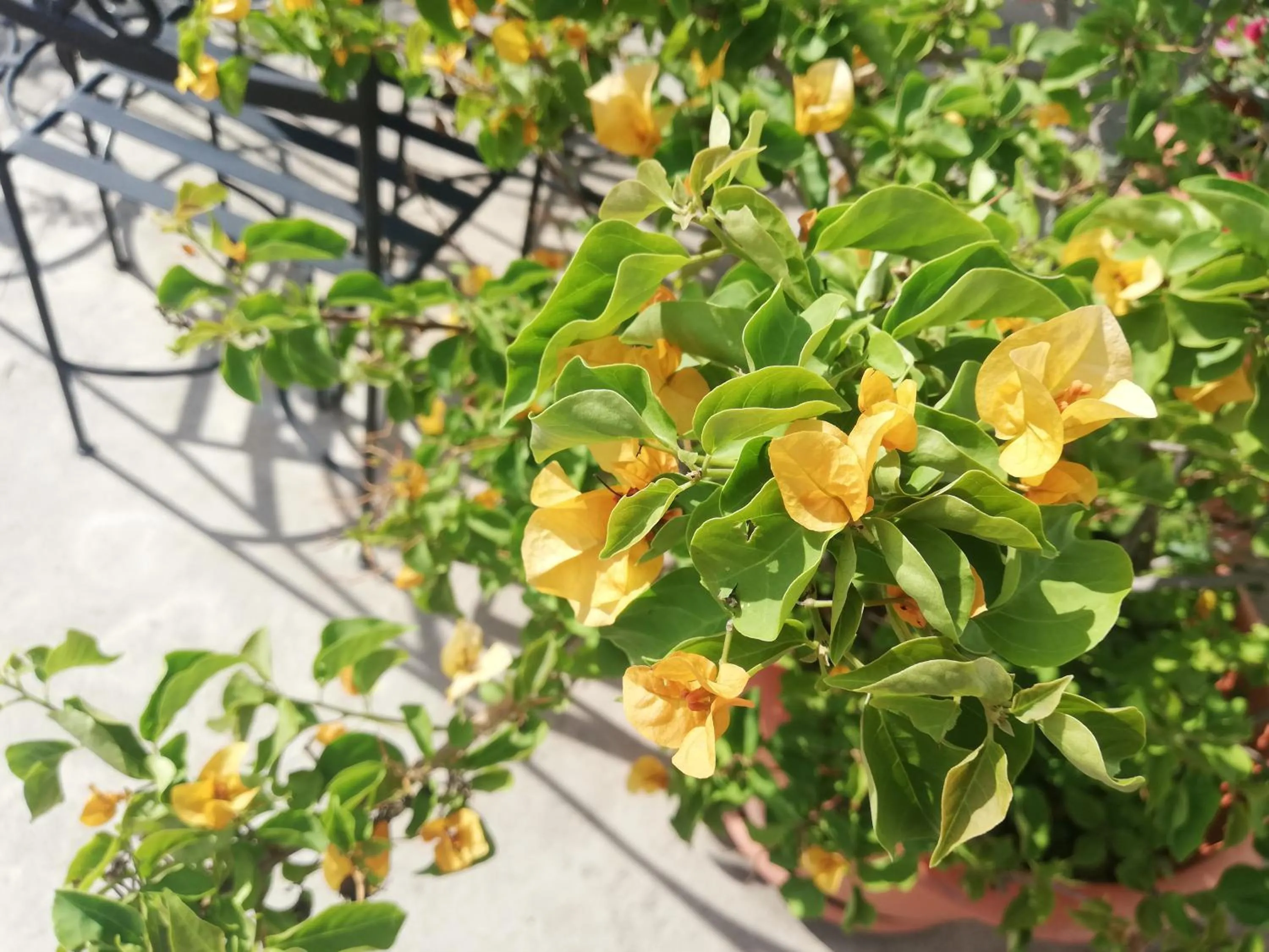Garden in Yellow House Hostel B&B