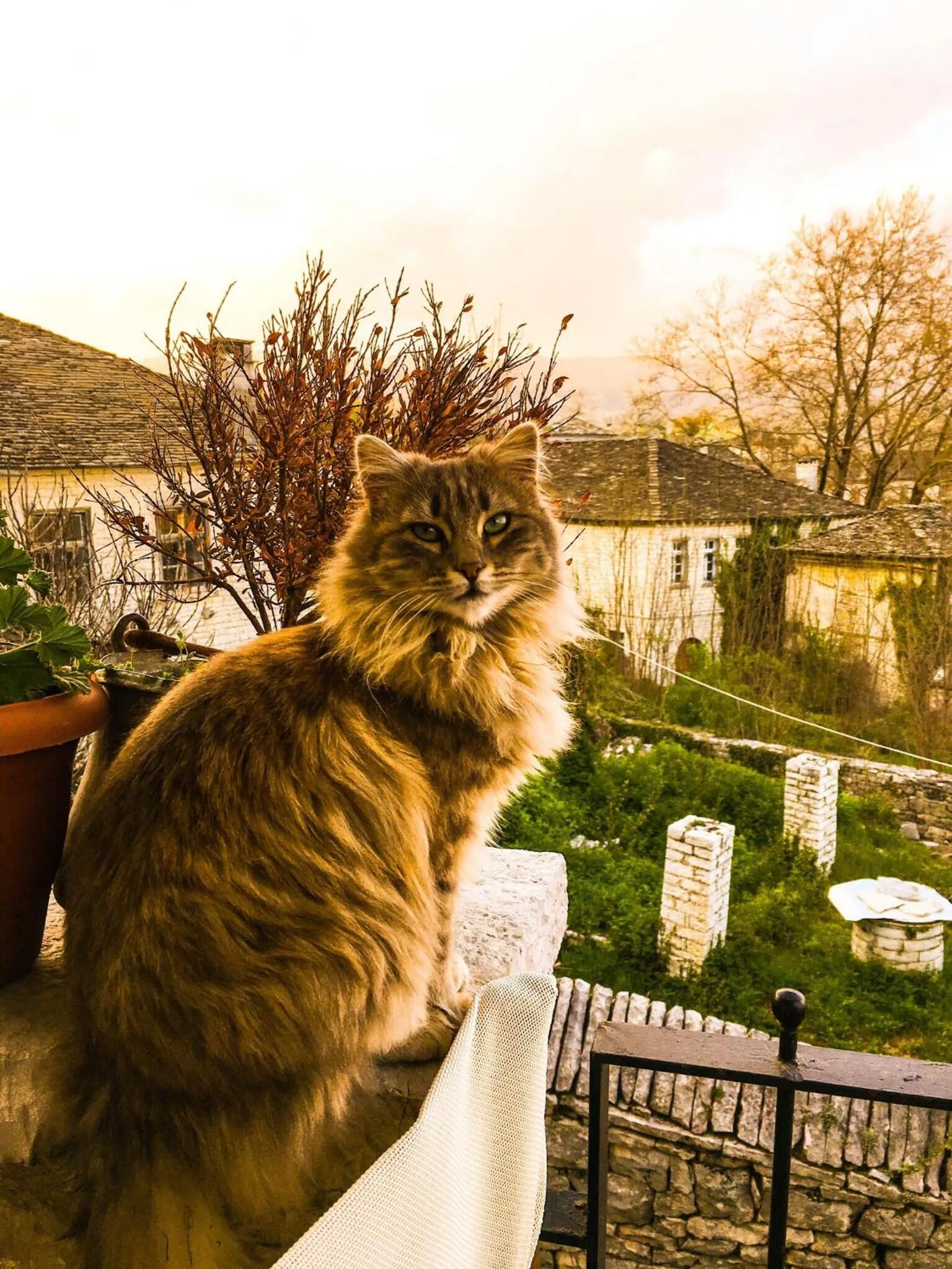 Pets in Gaia Guesthouse