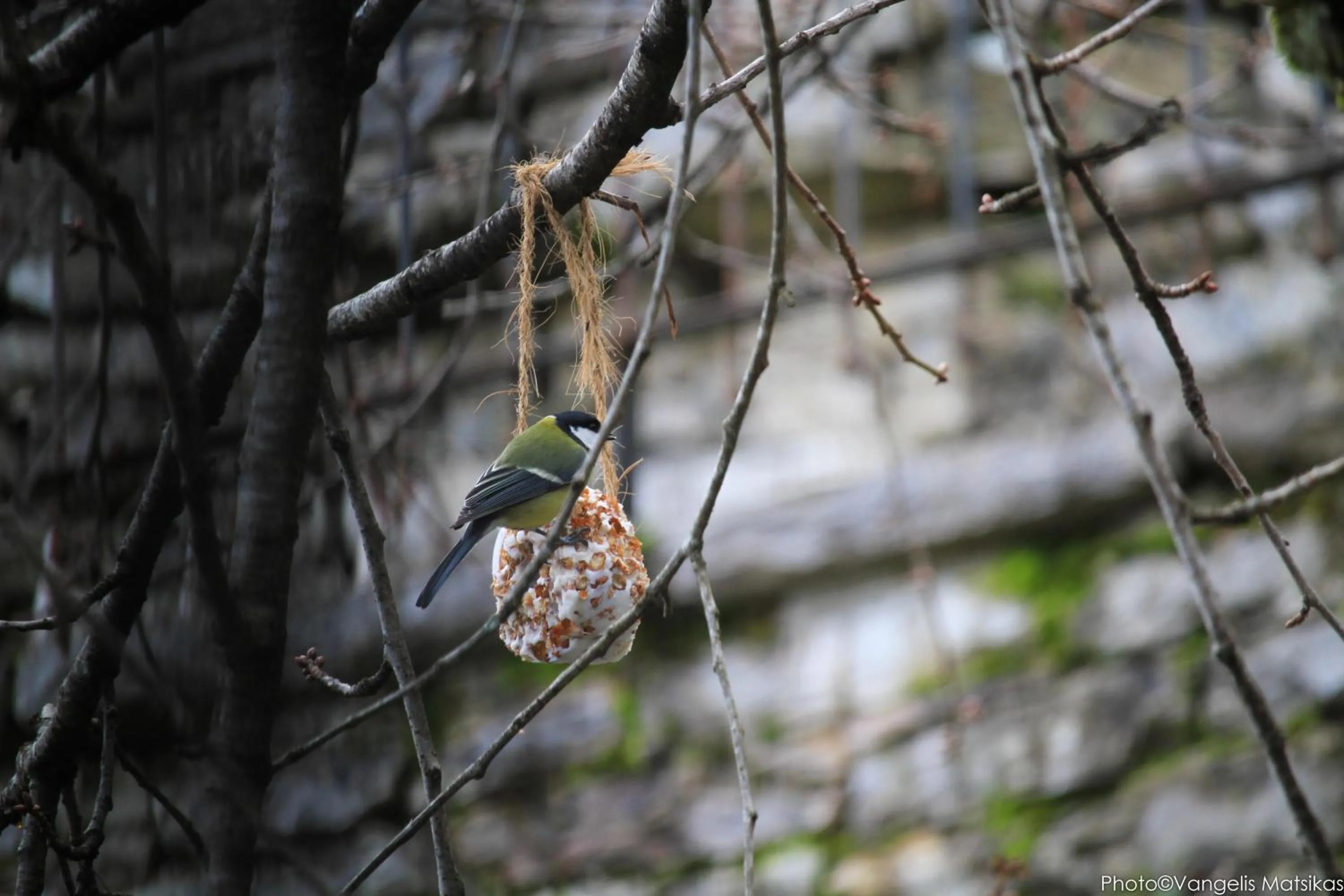 Animals in Gaia Guesthouse