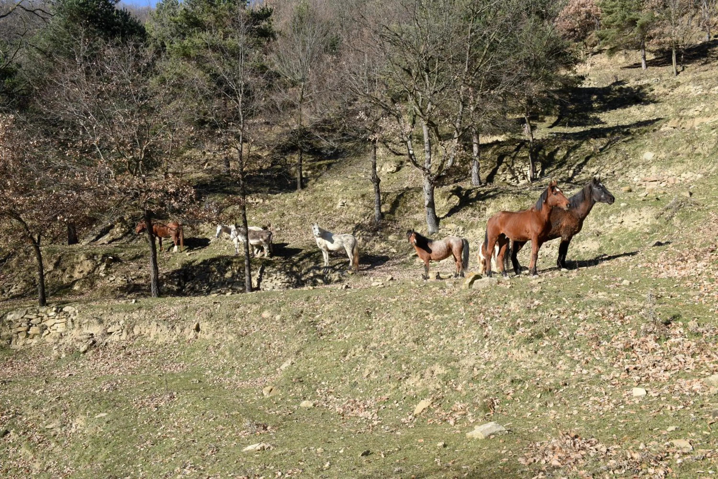 Animals in Turisme Rural Mas Isoles