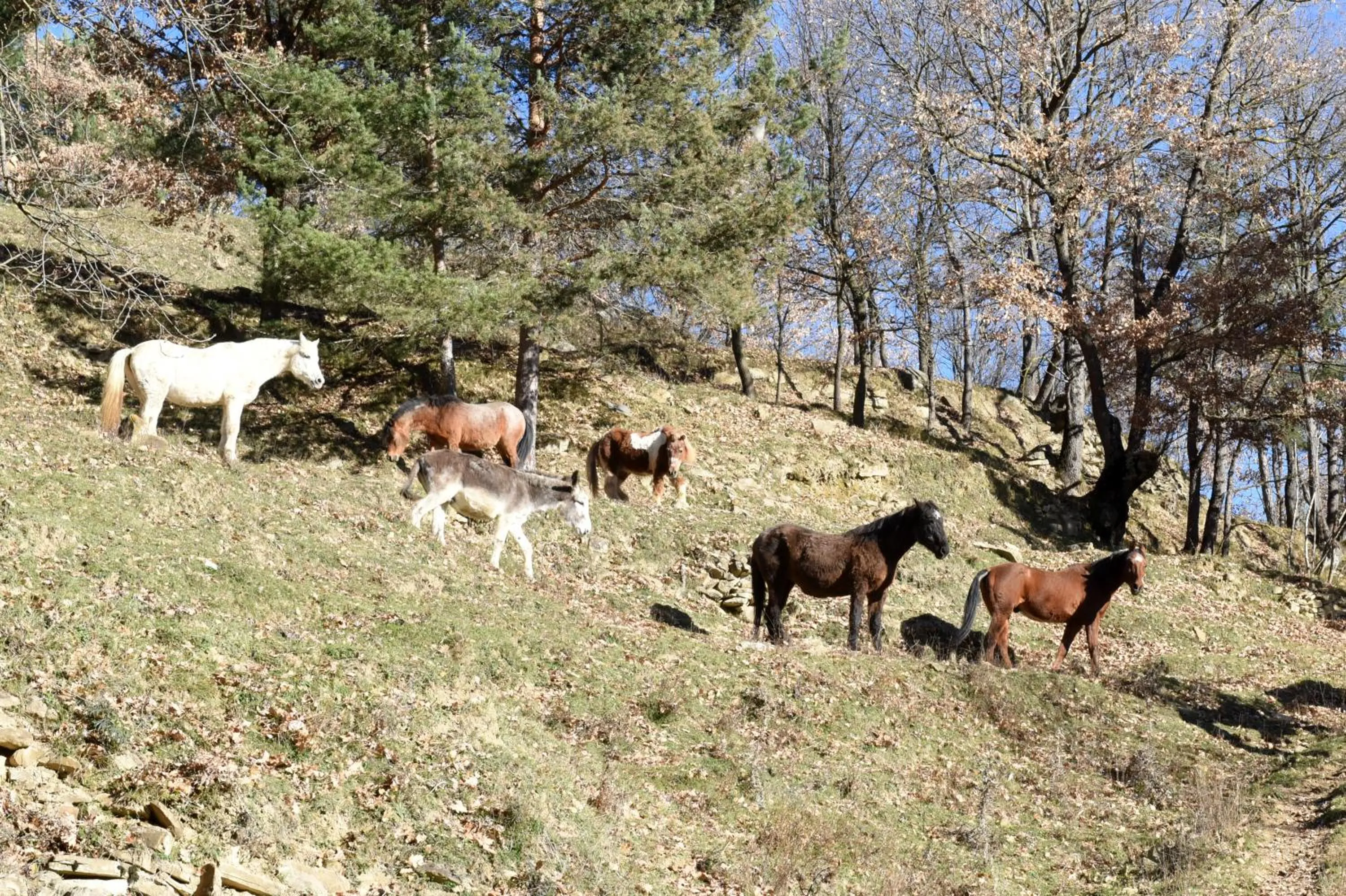 Animals in Turisme Rural Mas Isoles