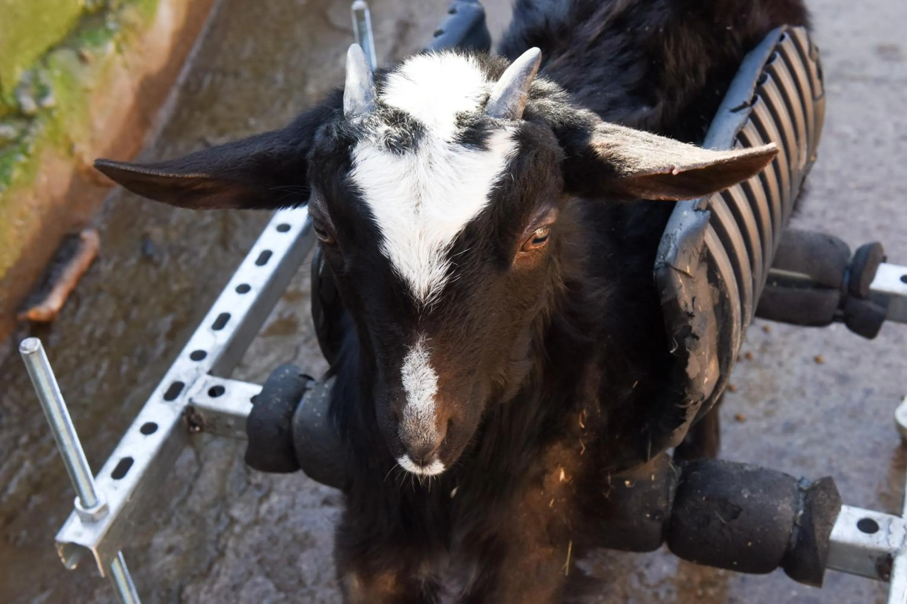Pets in Turisme Rural Mas Isoles