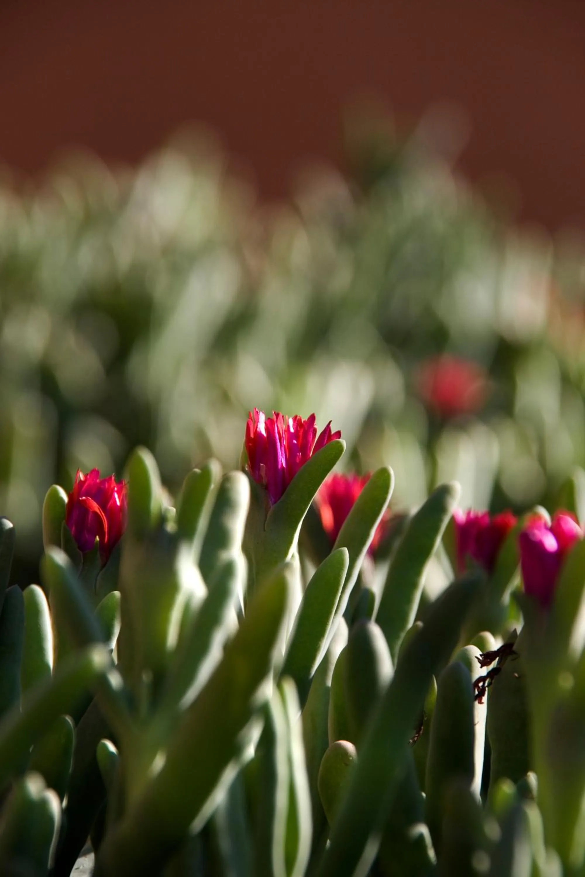 Decorative detail in Terrantai Lodge