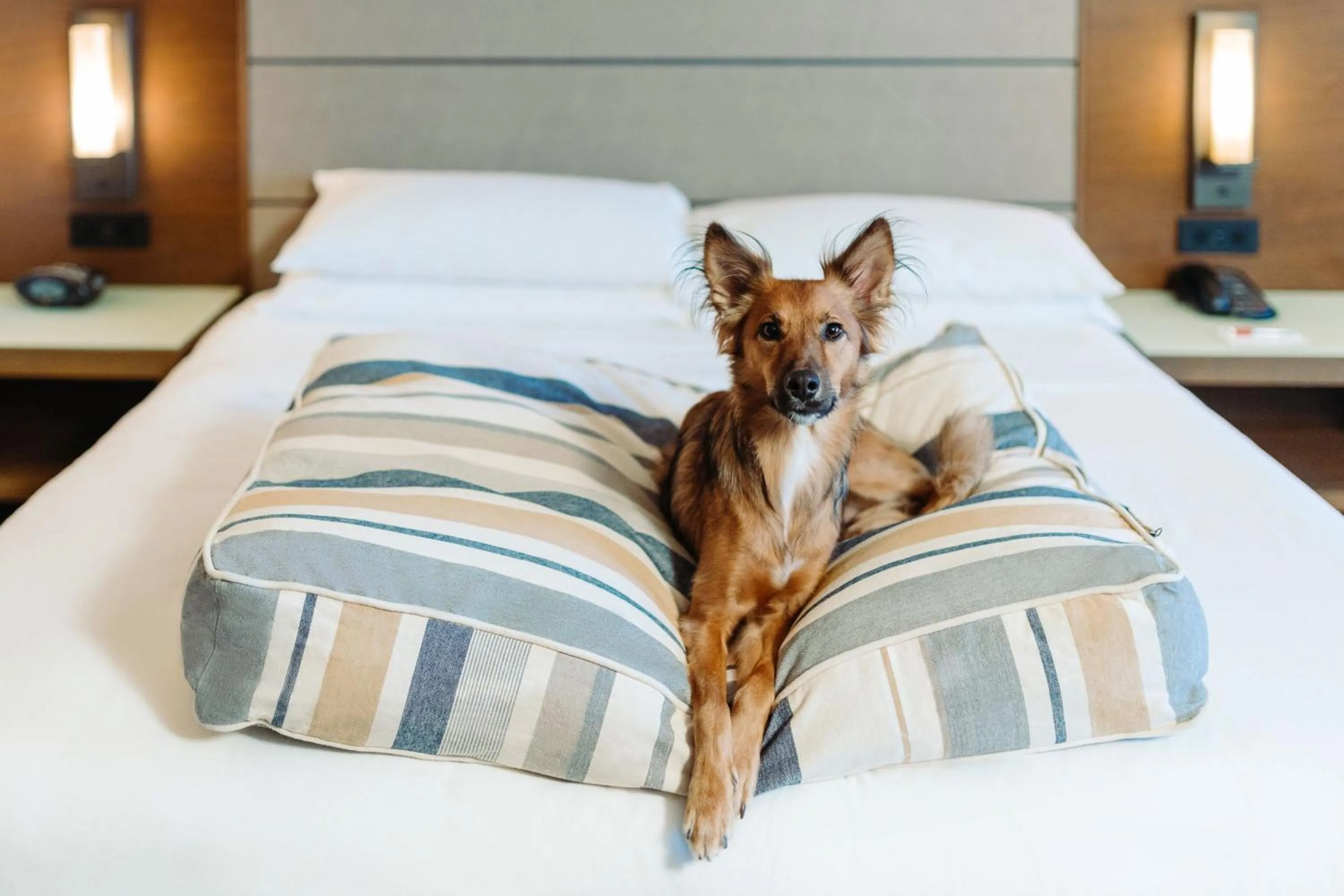 Other, Bed in Coronado Island Marriott Resort & Spa