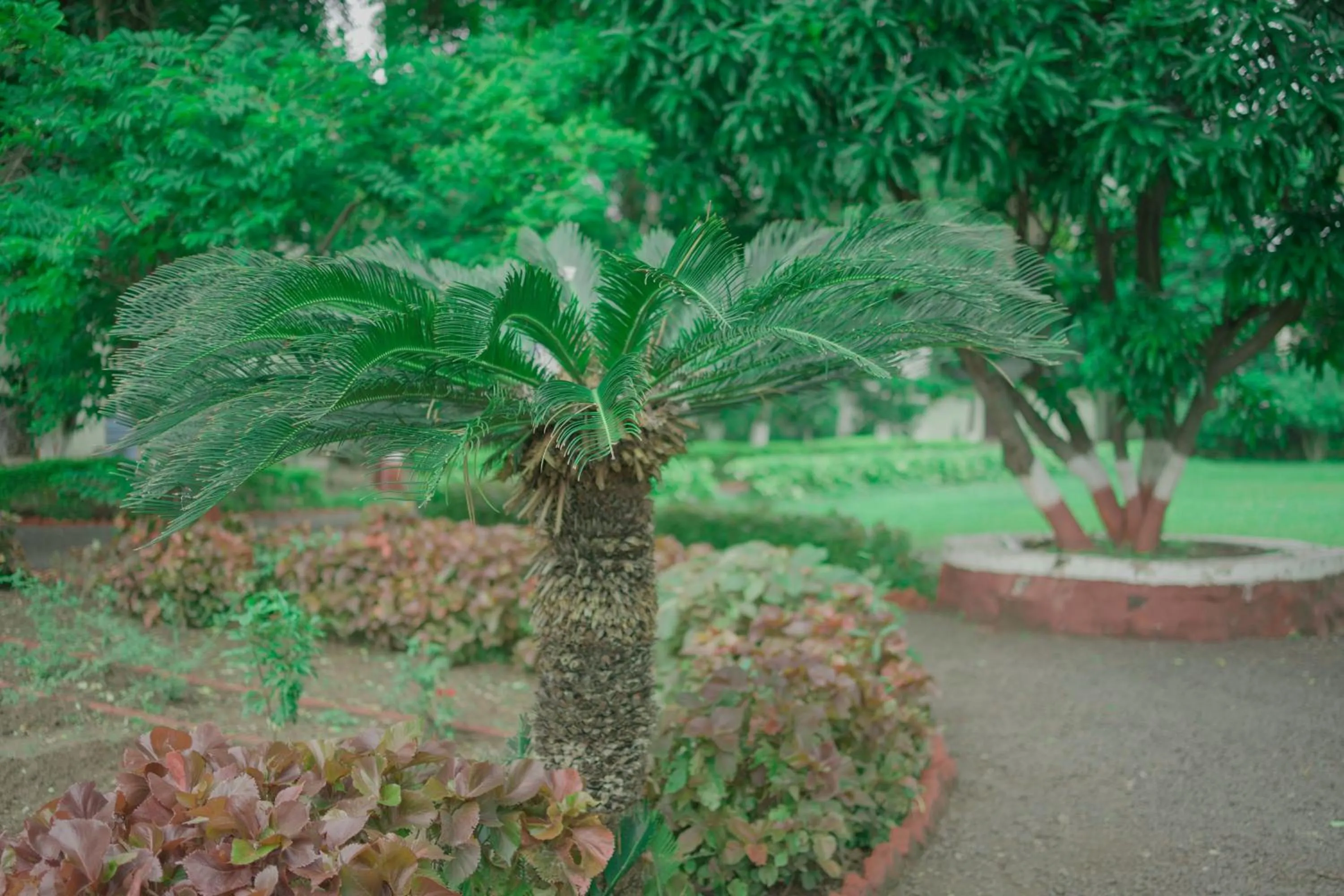 Garden in Ambassador Ajanta Hotel, Aurangabad