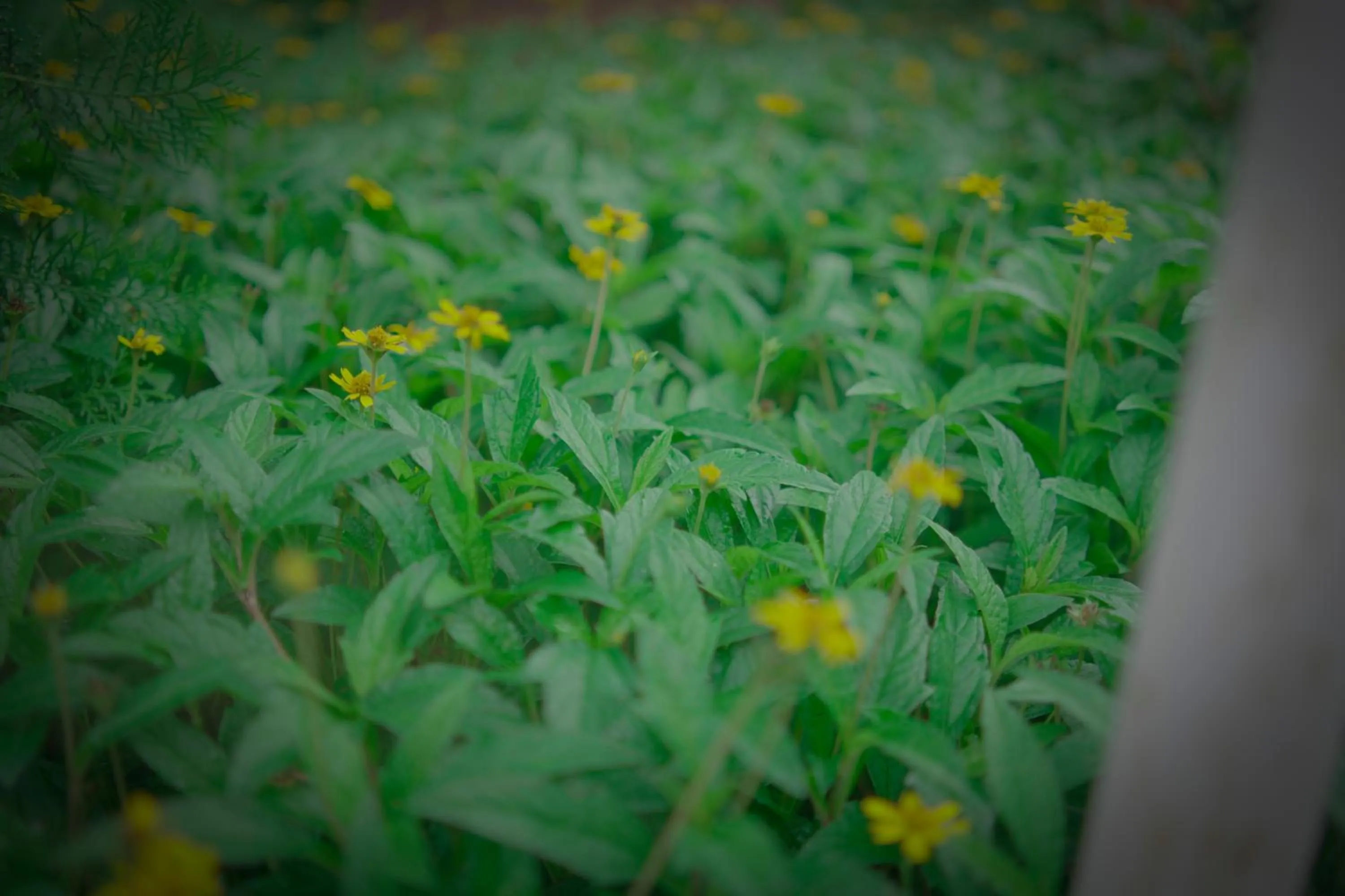 Garden in Ambassador Ajanta Hotel, Aurangabad