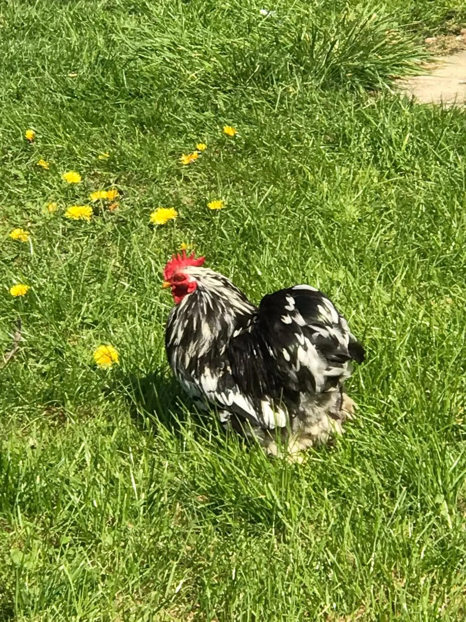 Chambre d'hôtes "COQUELICOT"