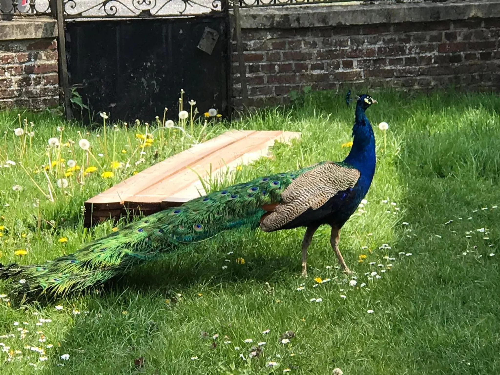 Chambre d'hôtes "COQUELICOT"