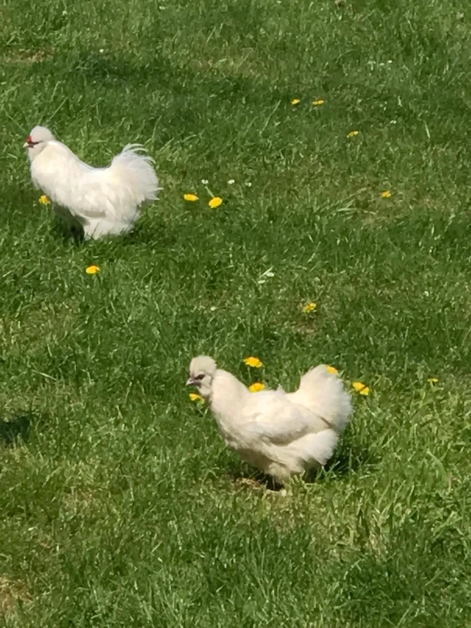 Chambre d'hôtes "COQUELICOT"