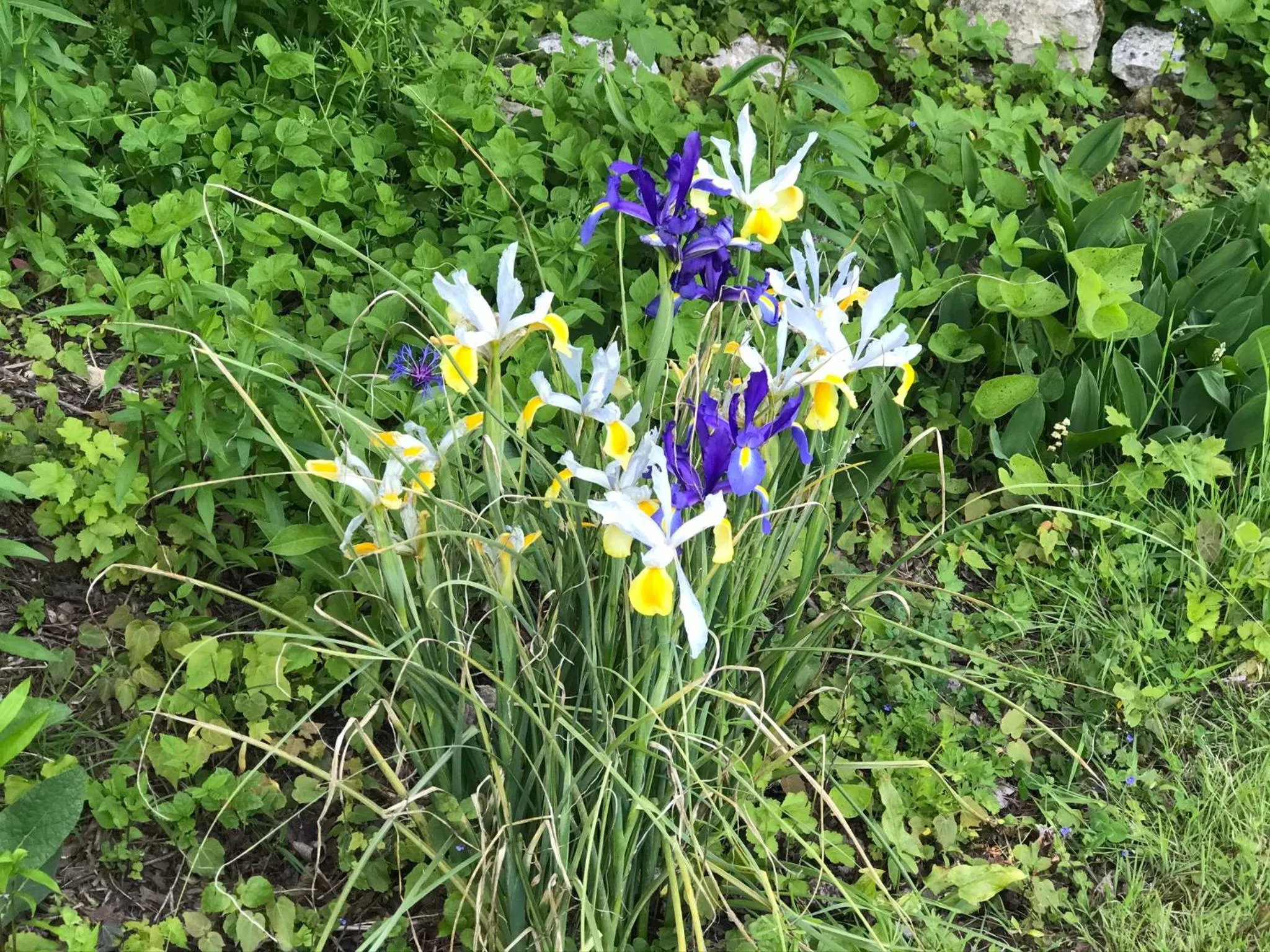 Chambre d'hôtes "COQUELICOT"