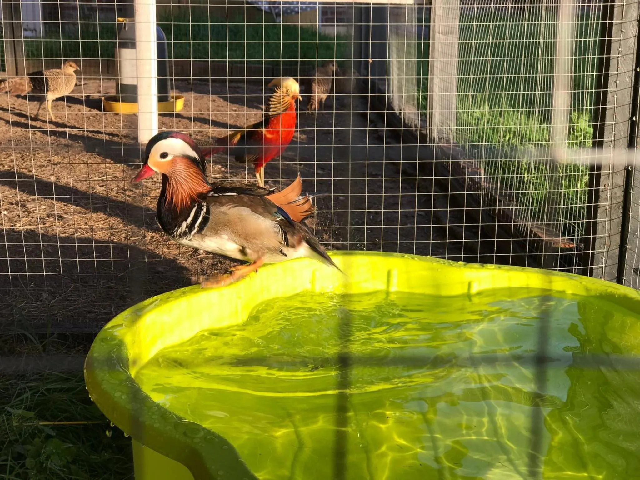 Chambre d'hôtes "COQUELICOT"