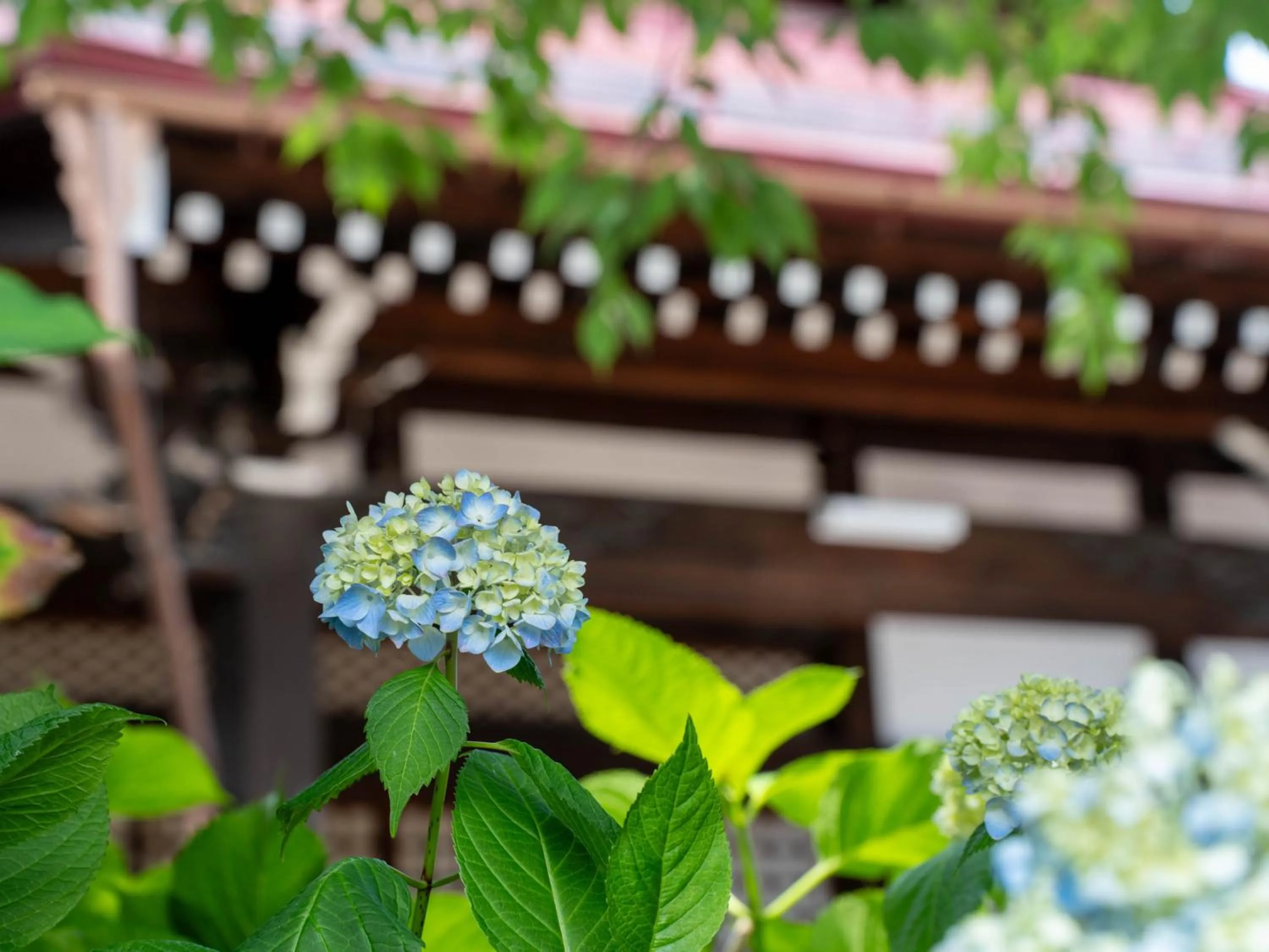 Day in Temple Hotel Takayama Zenkoji