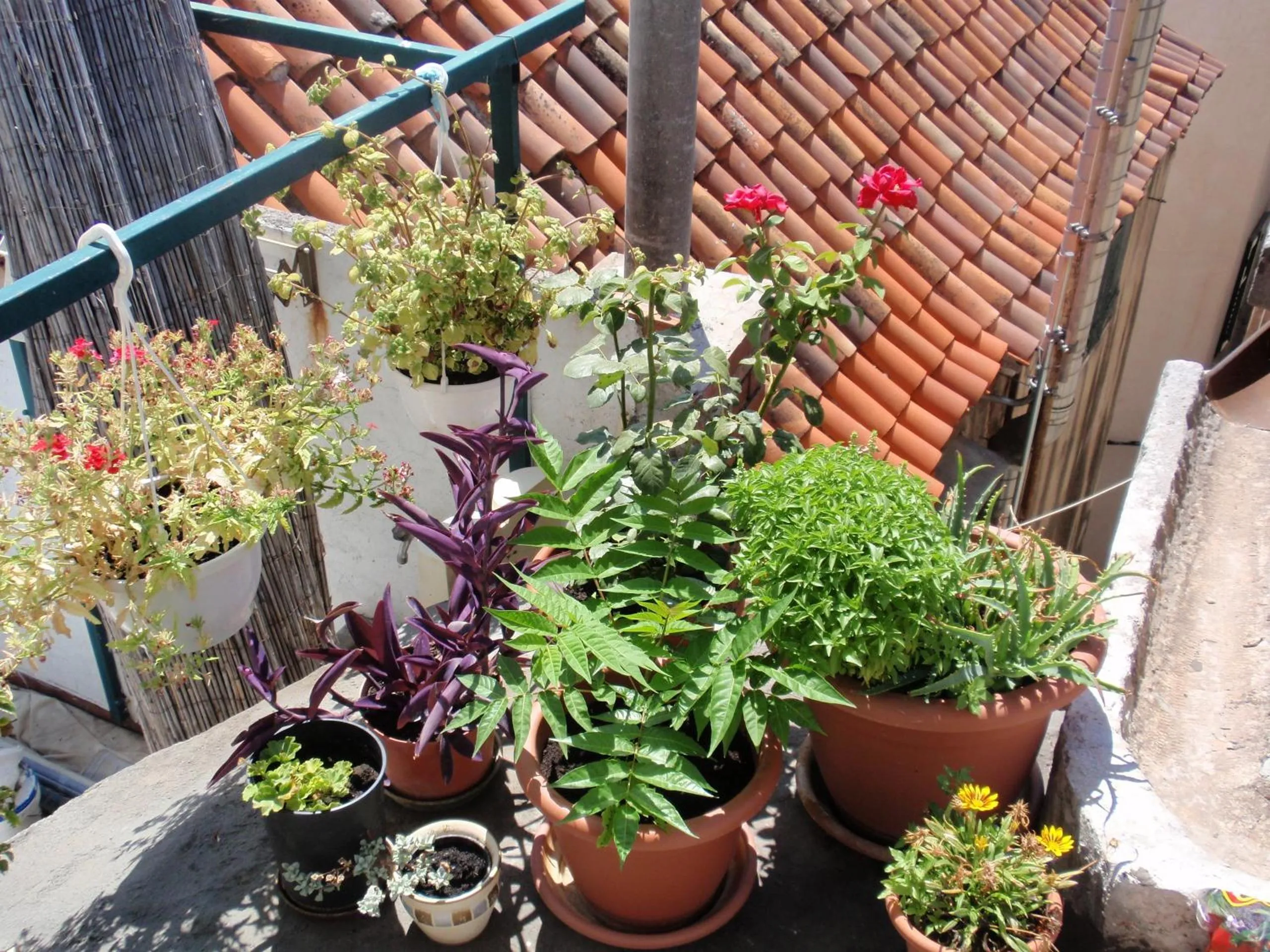 Balcony/Terrace in Malena Palace Experience