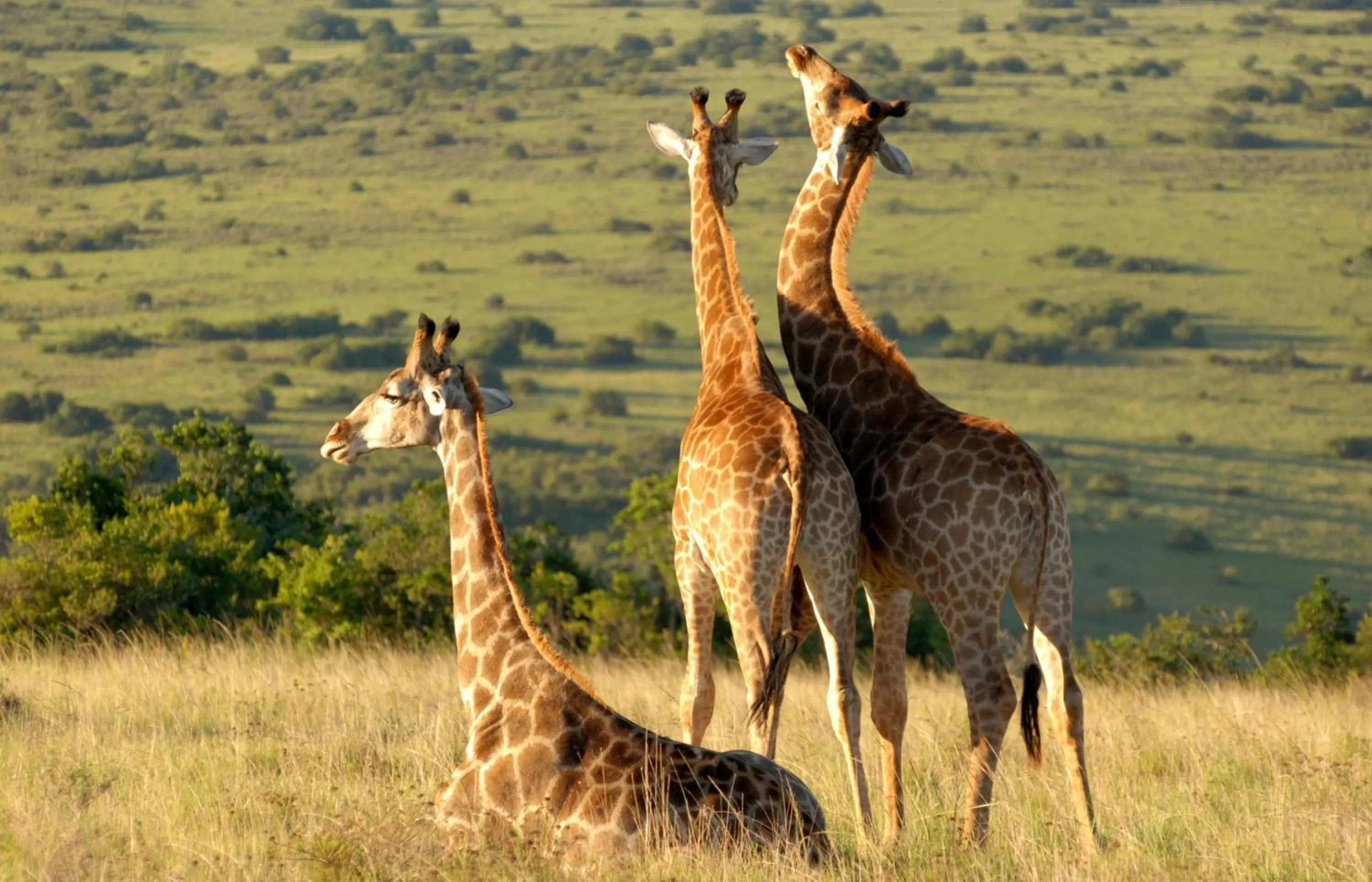 Lalibela Wildlife Reserve - Inzolo Lodge