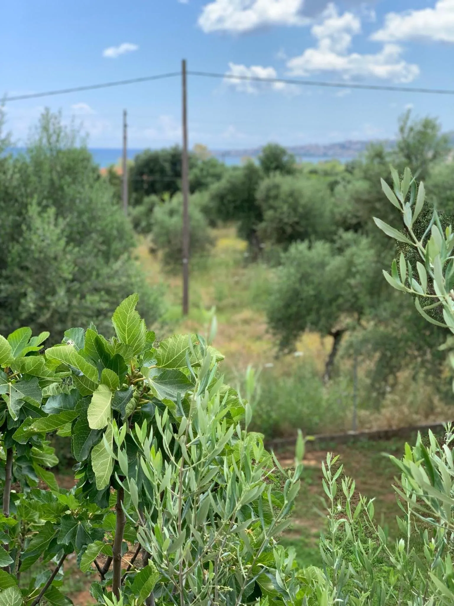 Deluxe Queen Studio  in Anastasios Olive Garden Apartments