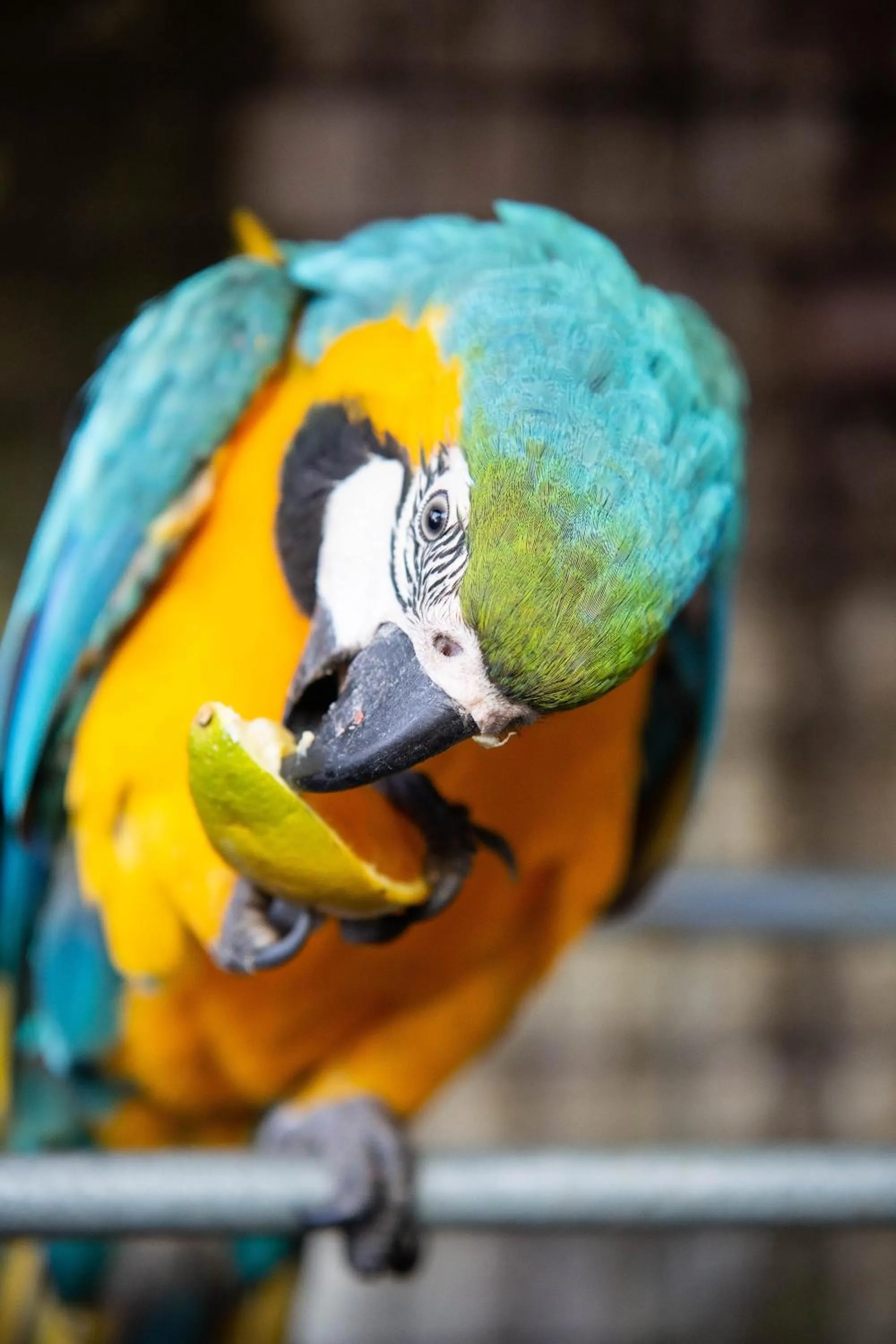 Animals in Hotel Vila Mar