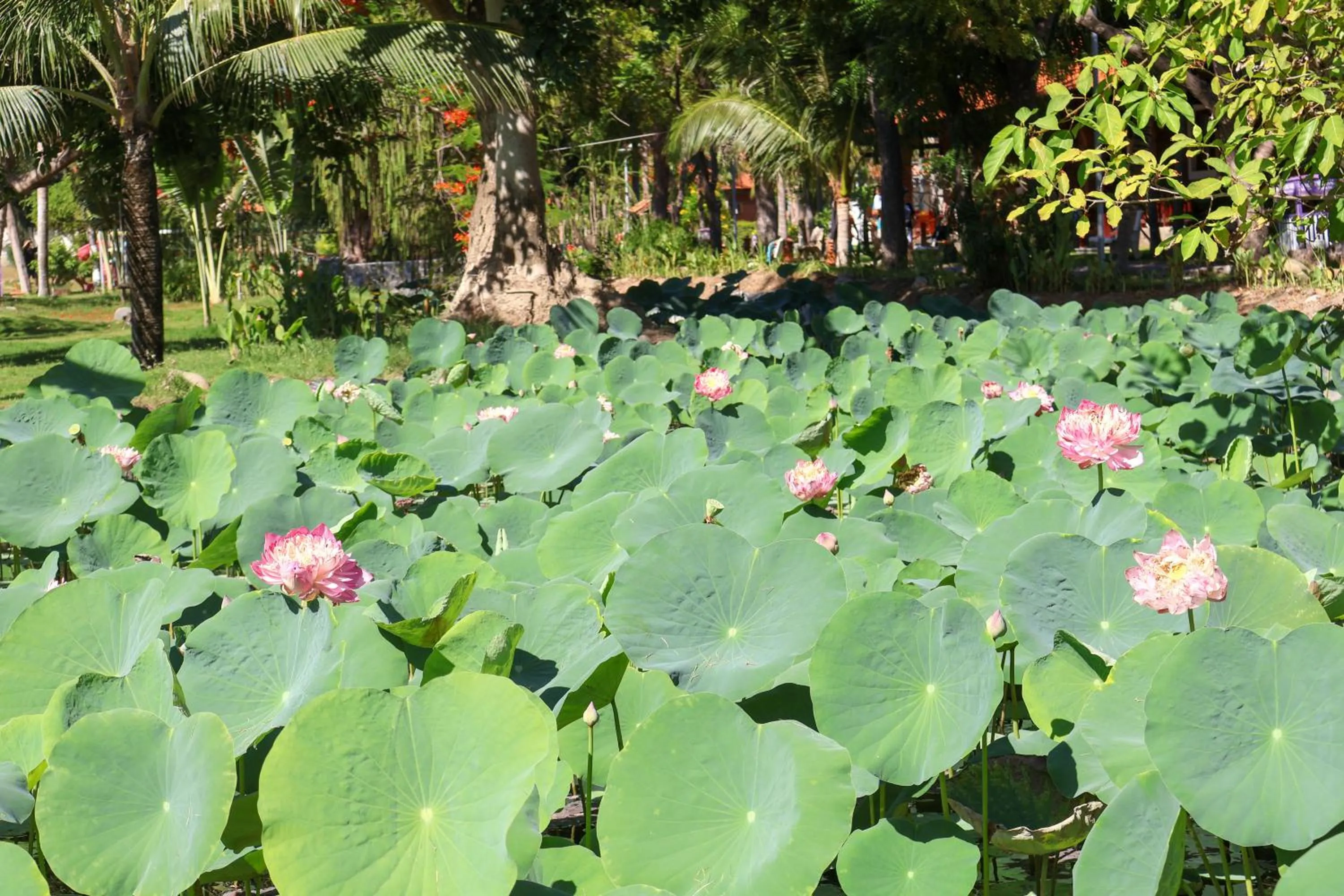 Garden in TTC Resort Ninh Thuan - Unlimited Access to Water Park
