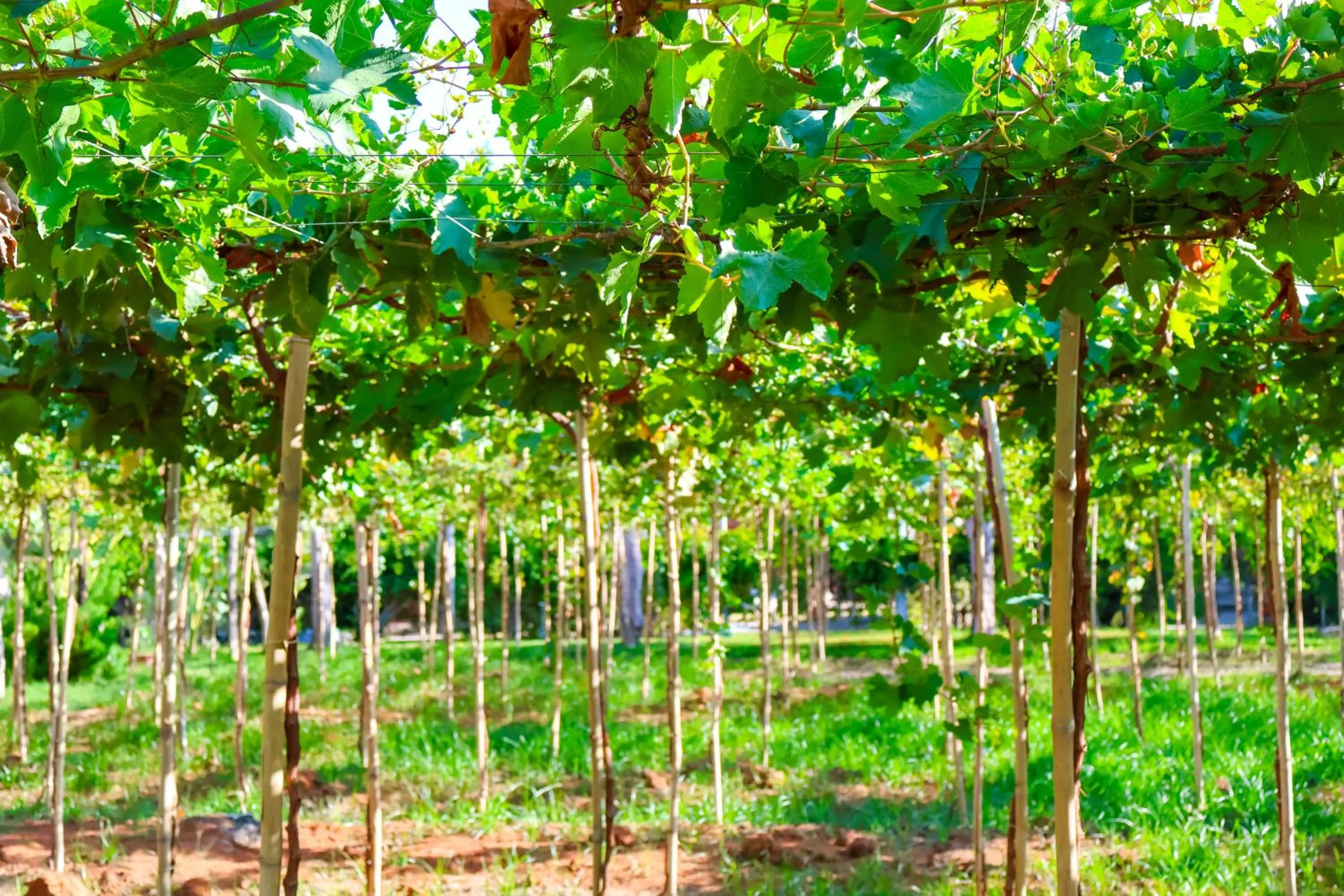 Garden in TTC Resort Ninh Thuan - Unlimited Access to Water Park