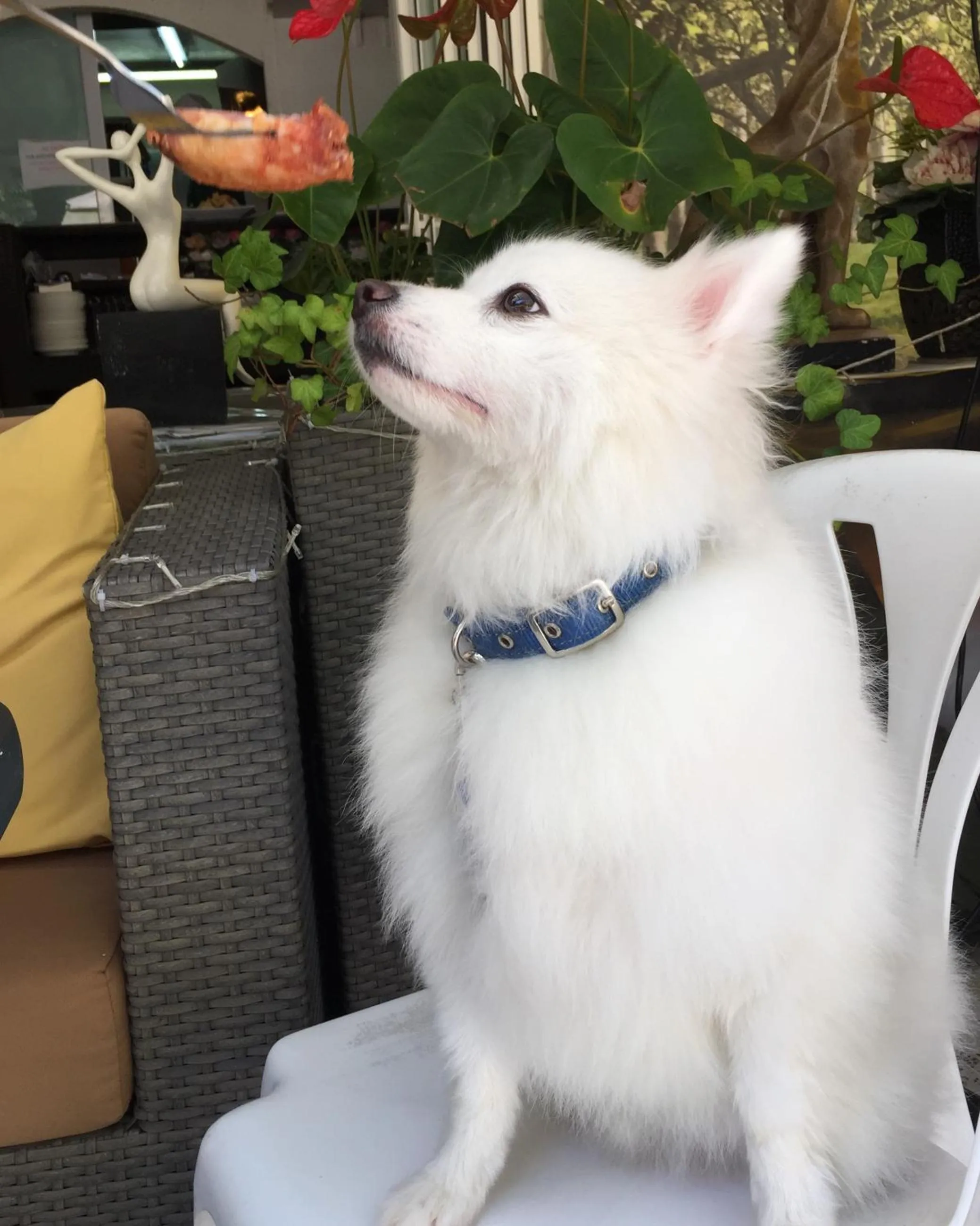 Pets in Bellagio Pets Friendly Resort