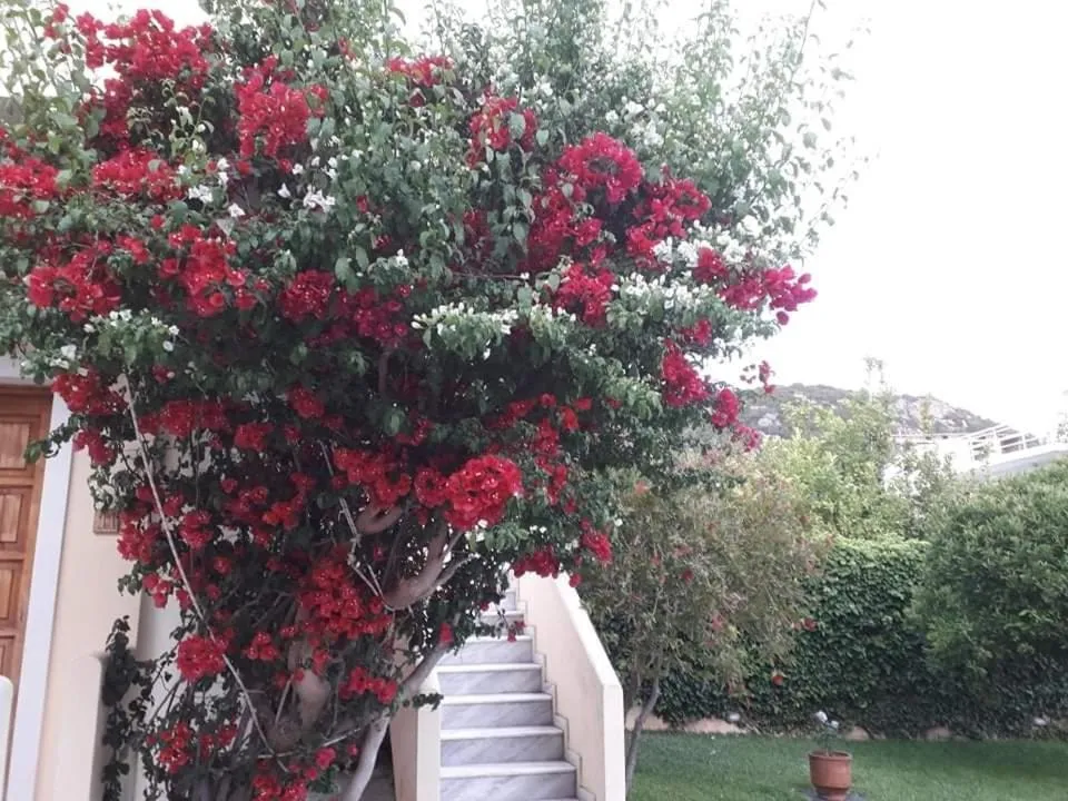 Garden in Le Due Sorelle