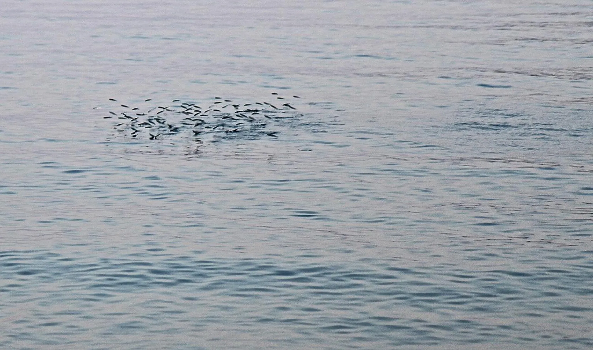 Fishing in Le Due Sorelle