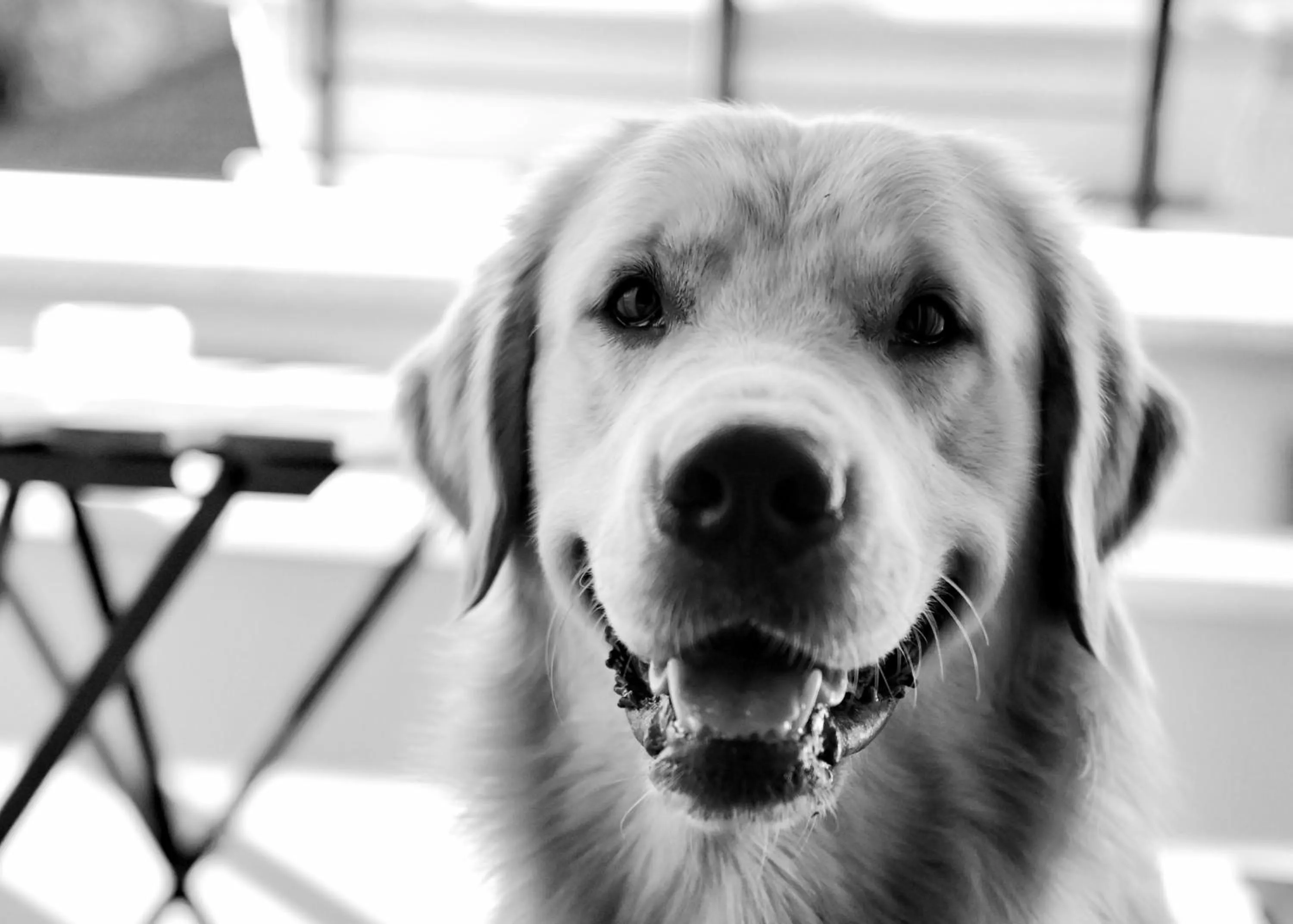 Pets in Hotel Les Terrasses