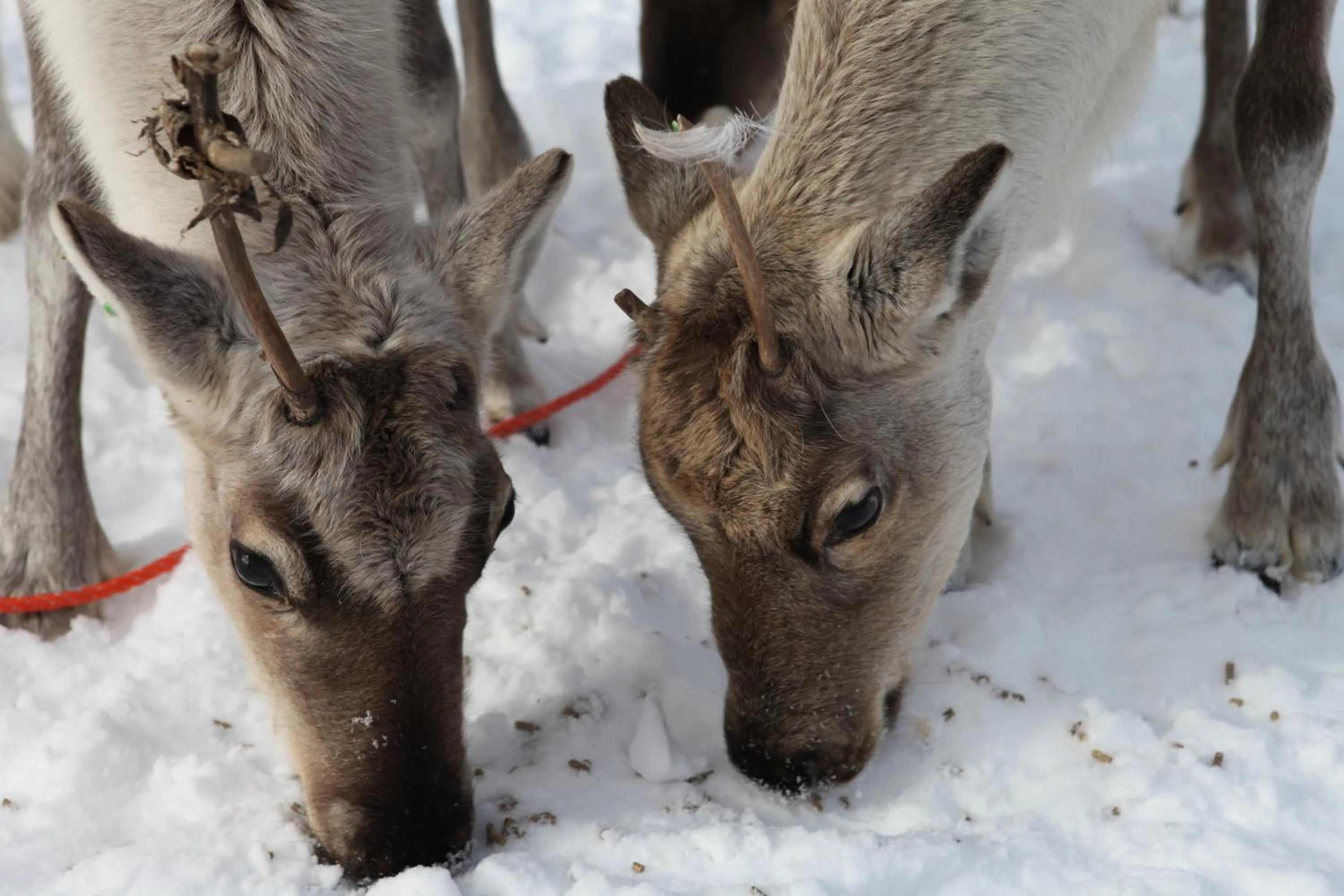 Winter in Wilderness Hotel Nellim & Igloos