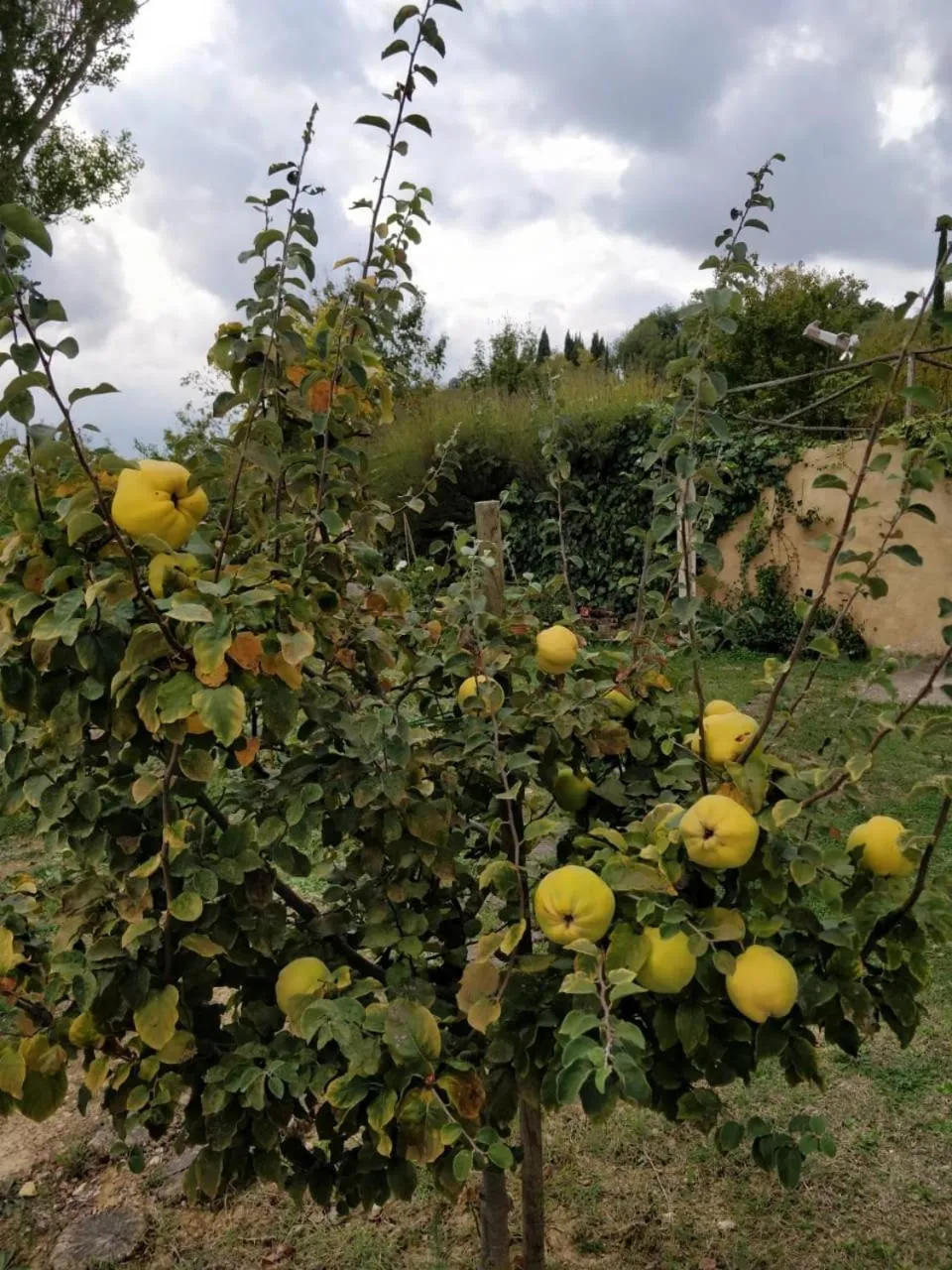Garden in La casa di Arianna