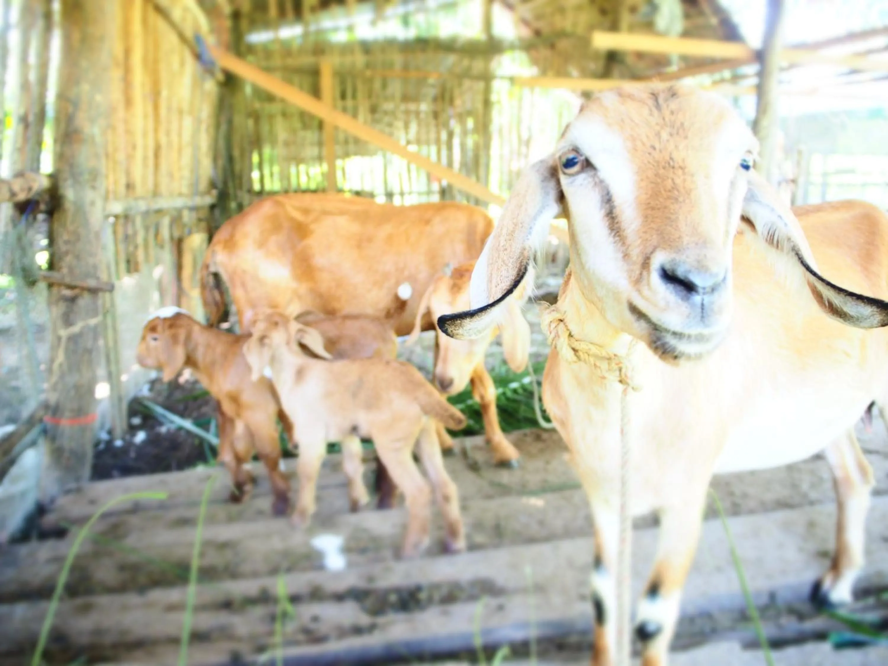 Animals in YaoIsland Resort and Farm