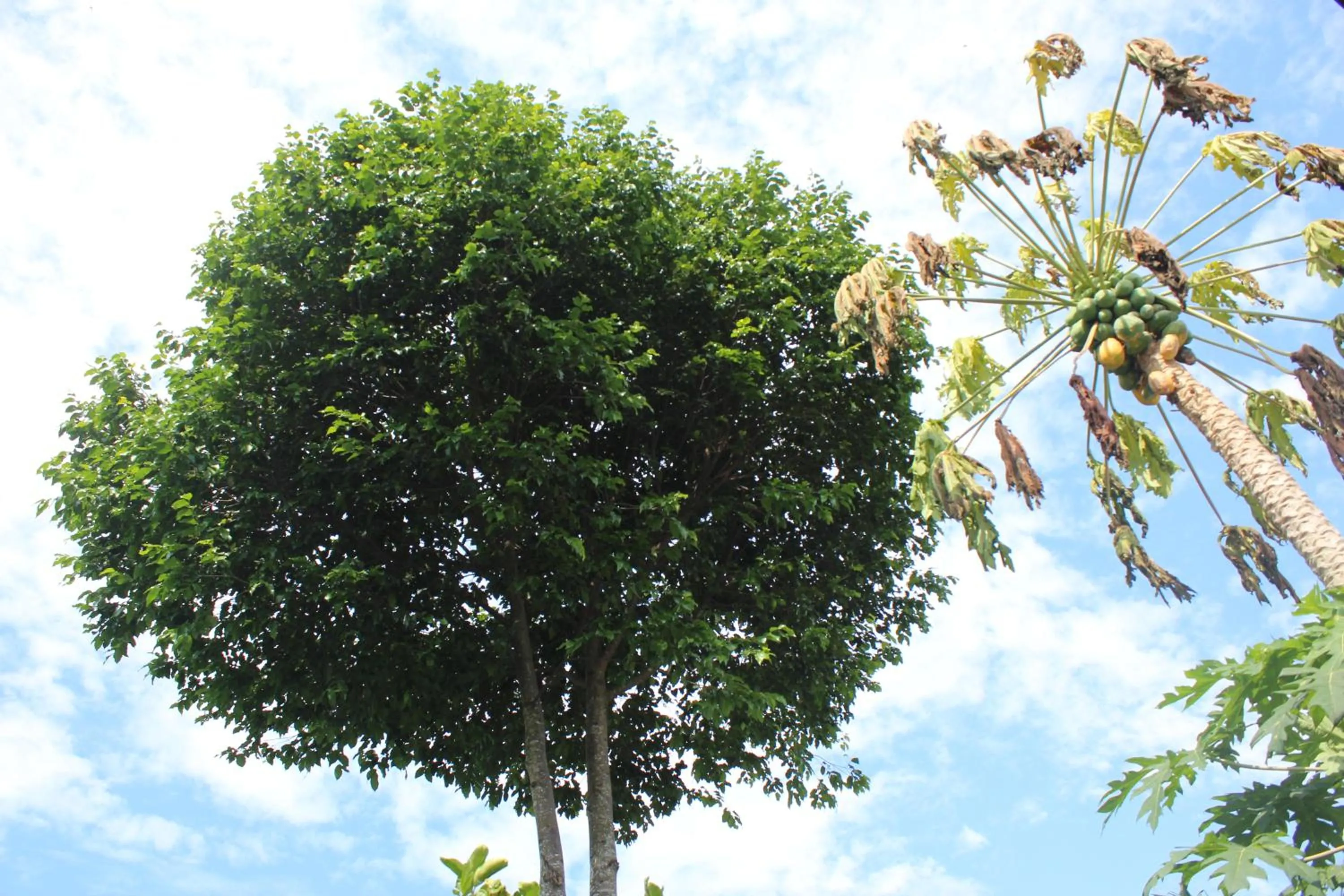 Natural landscape in YaoIsland Resort and Farm