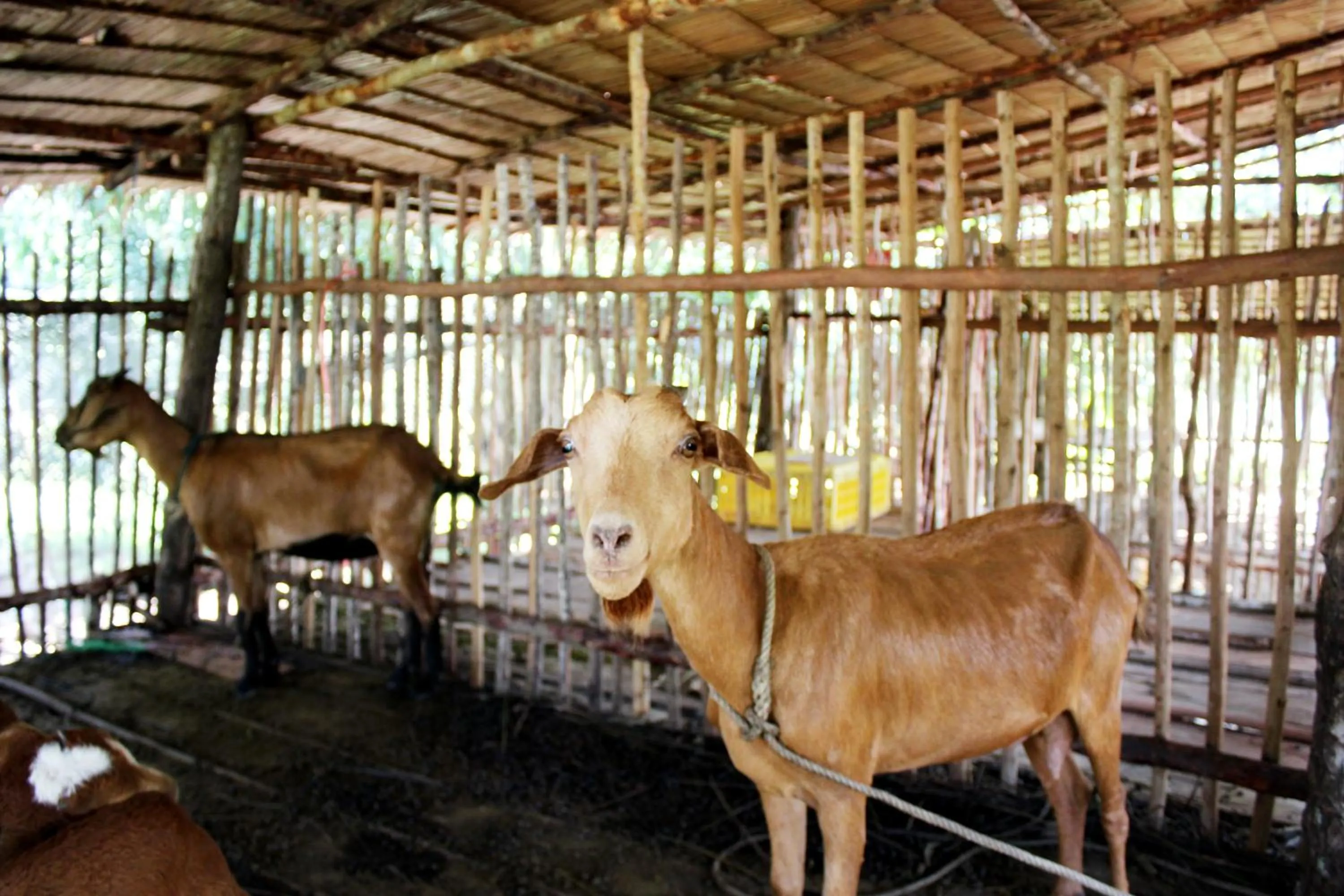 Activities in YaoIsland Resort and Farm