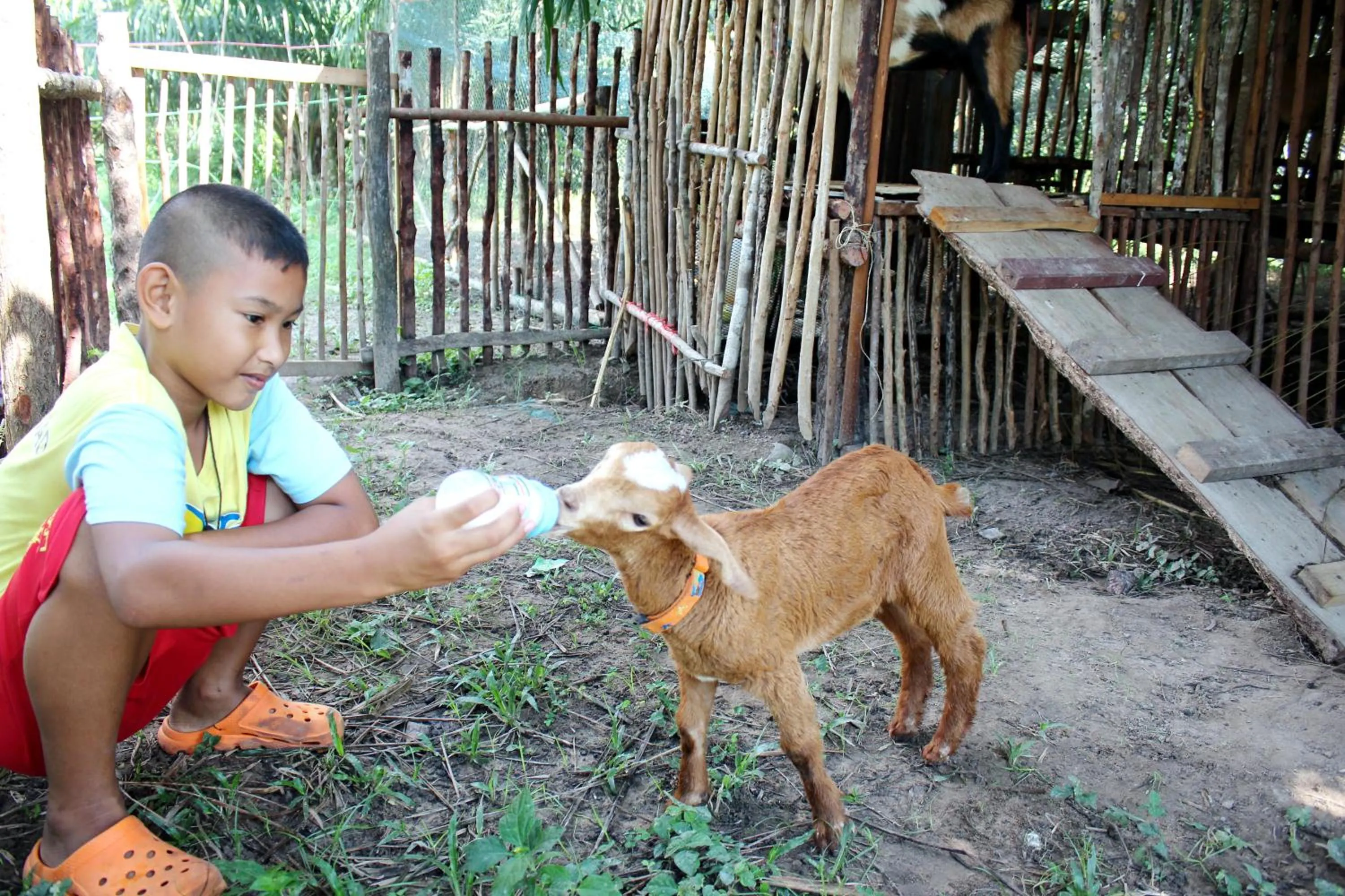 Activities in YaoIsland Resort and Farm