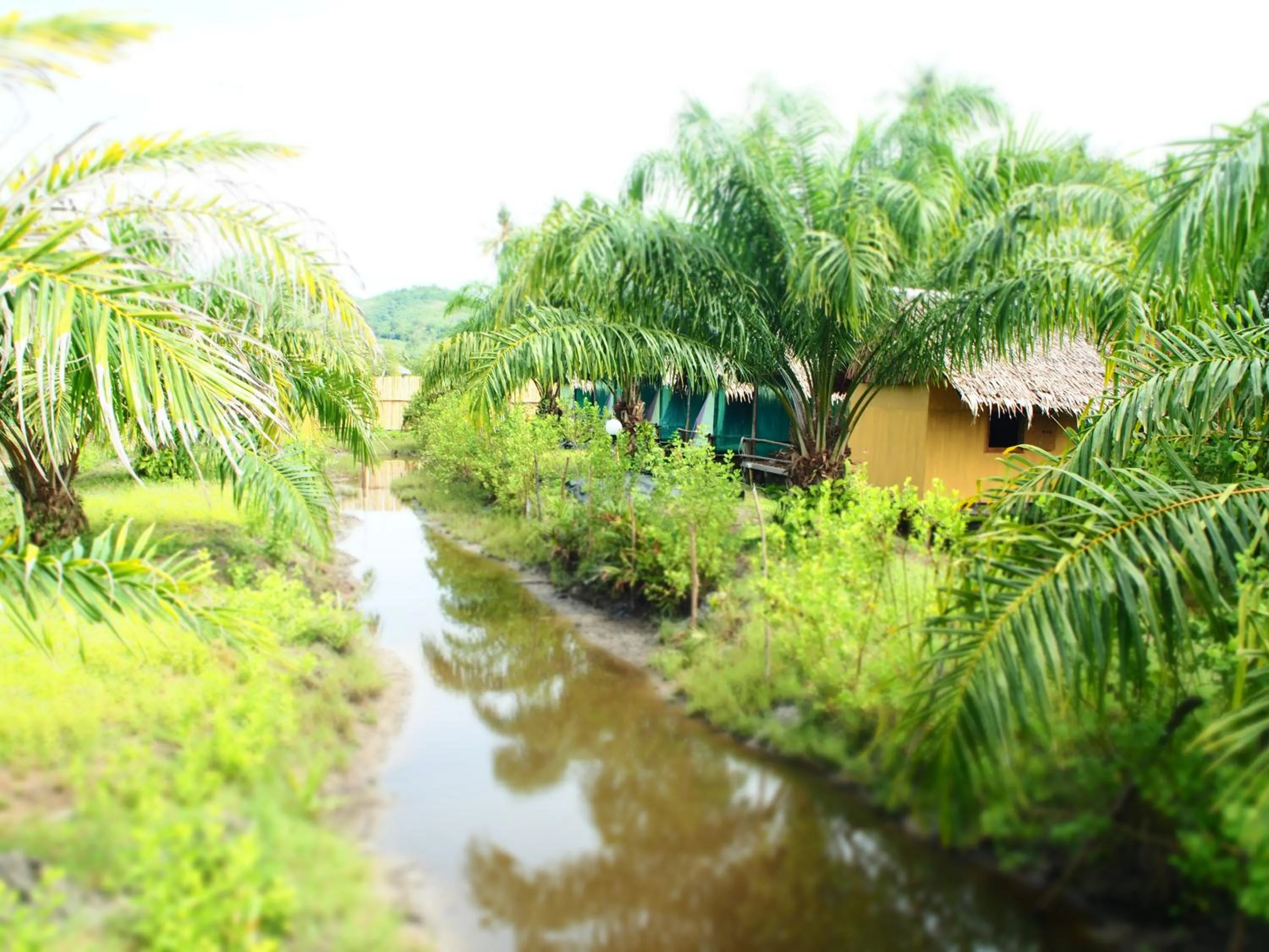Garden in YaoIsland Resort and Farm