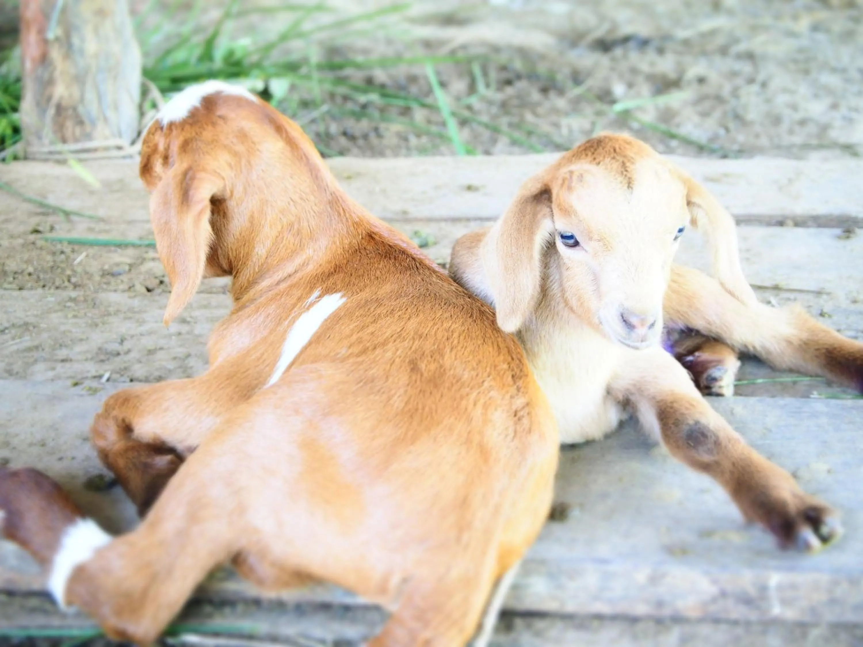 Animals in YaoIsland Resort and Farm