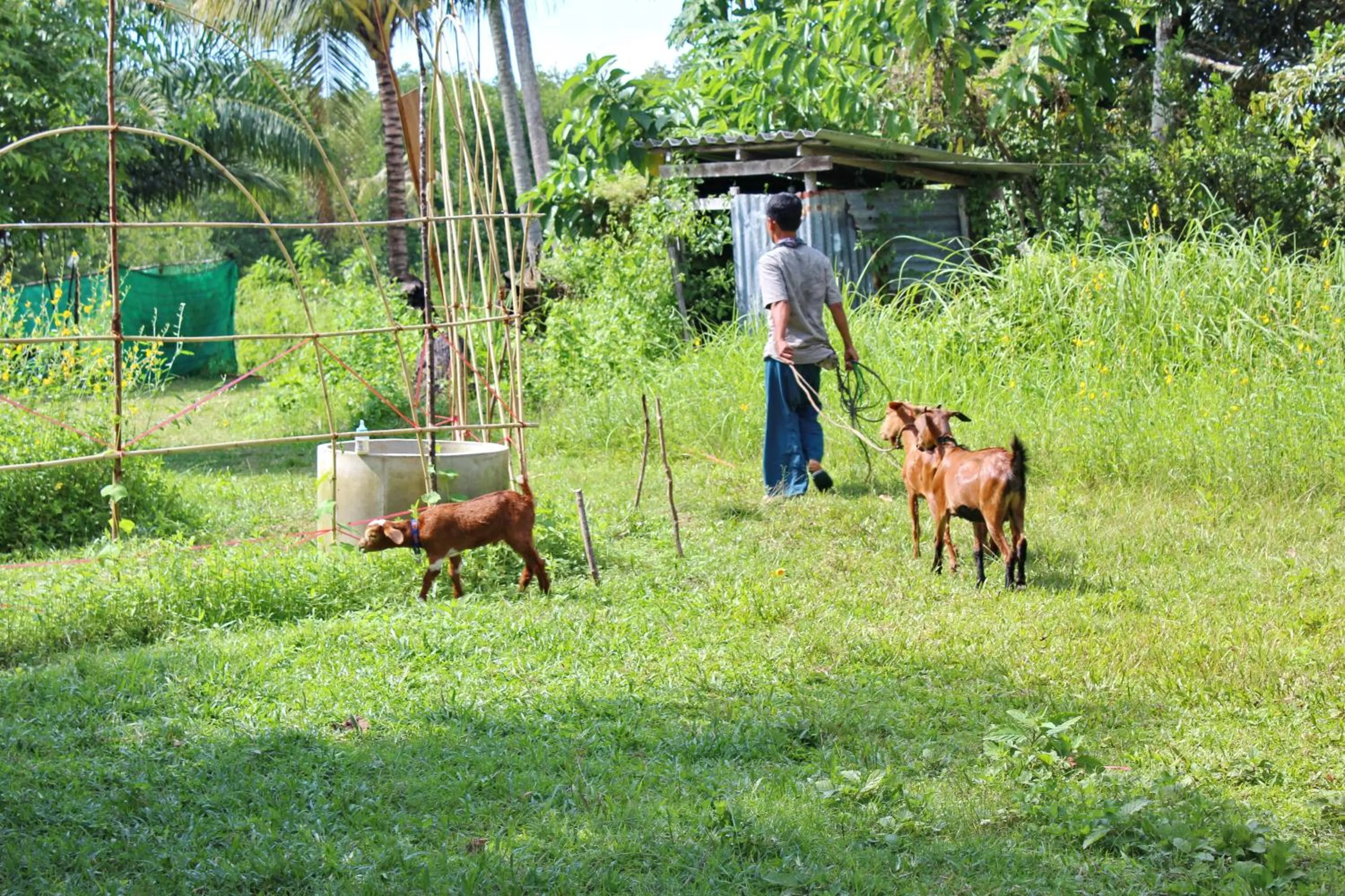 Activities in YaoIsland Resort and Farm