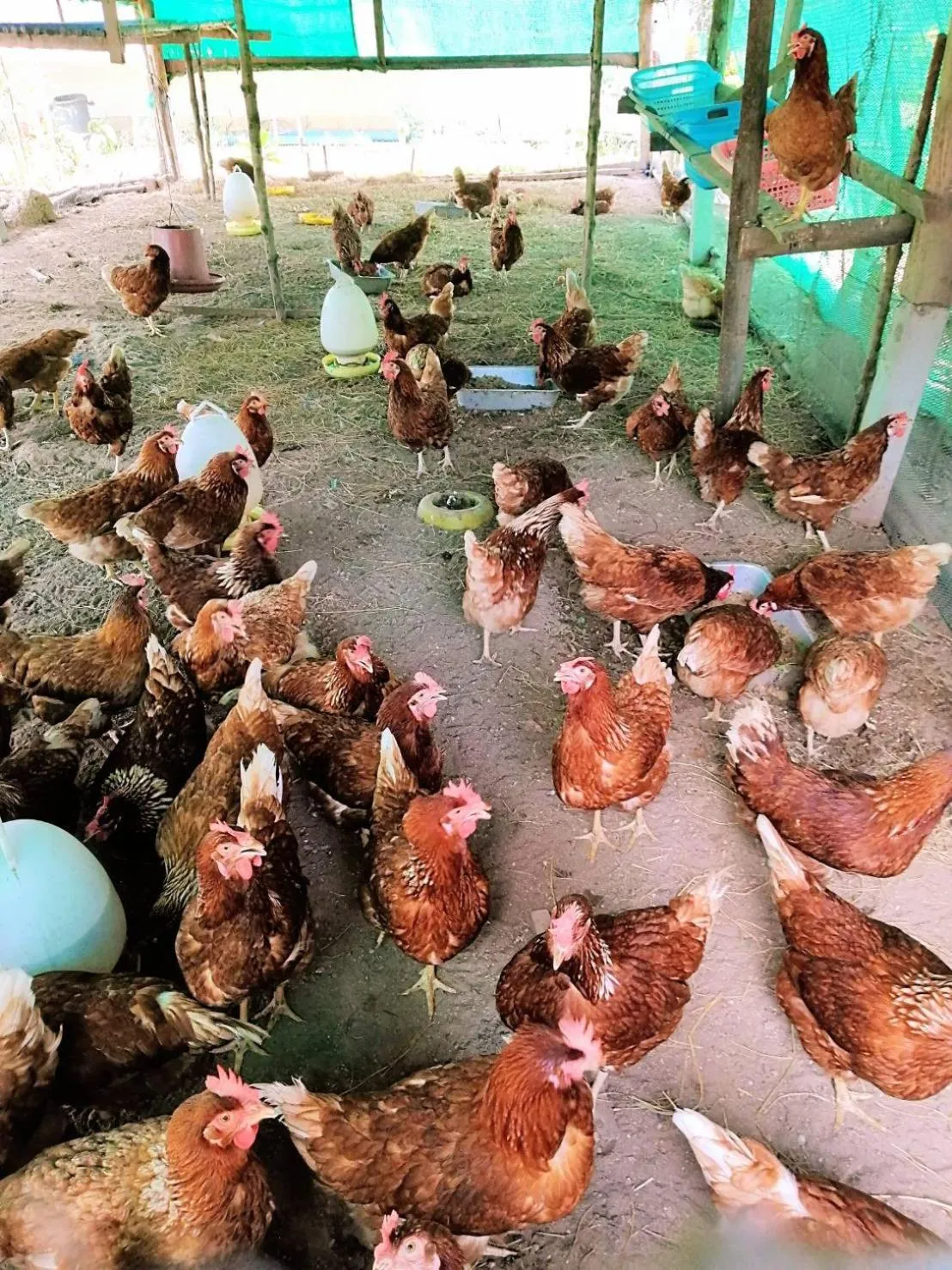 Activities in YaoIsland Resort and Farm