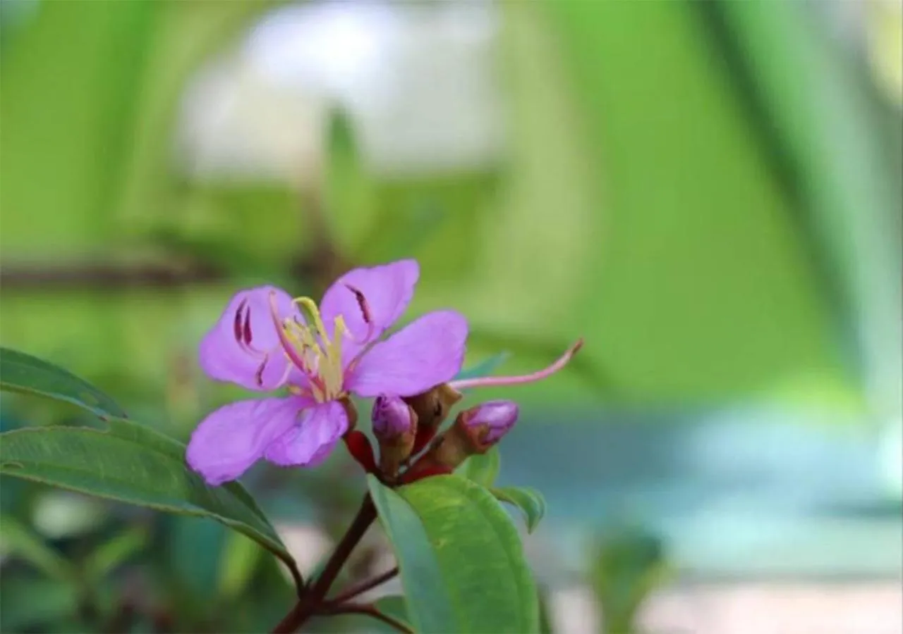 Garden view in YaoIsland Resort and Farm