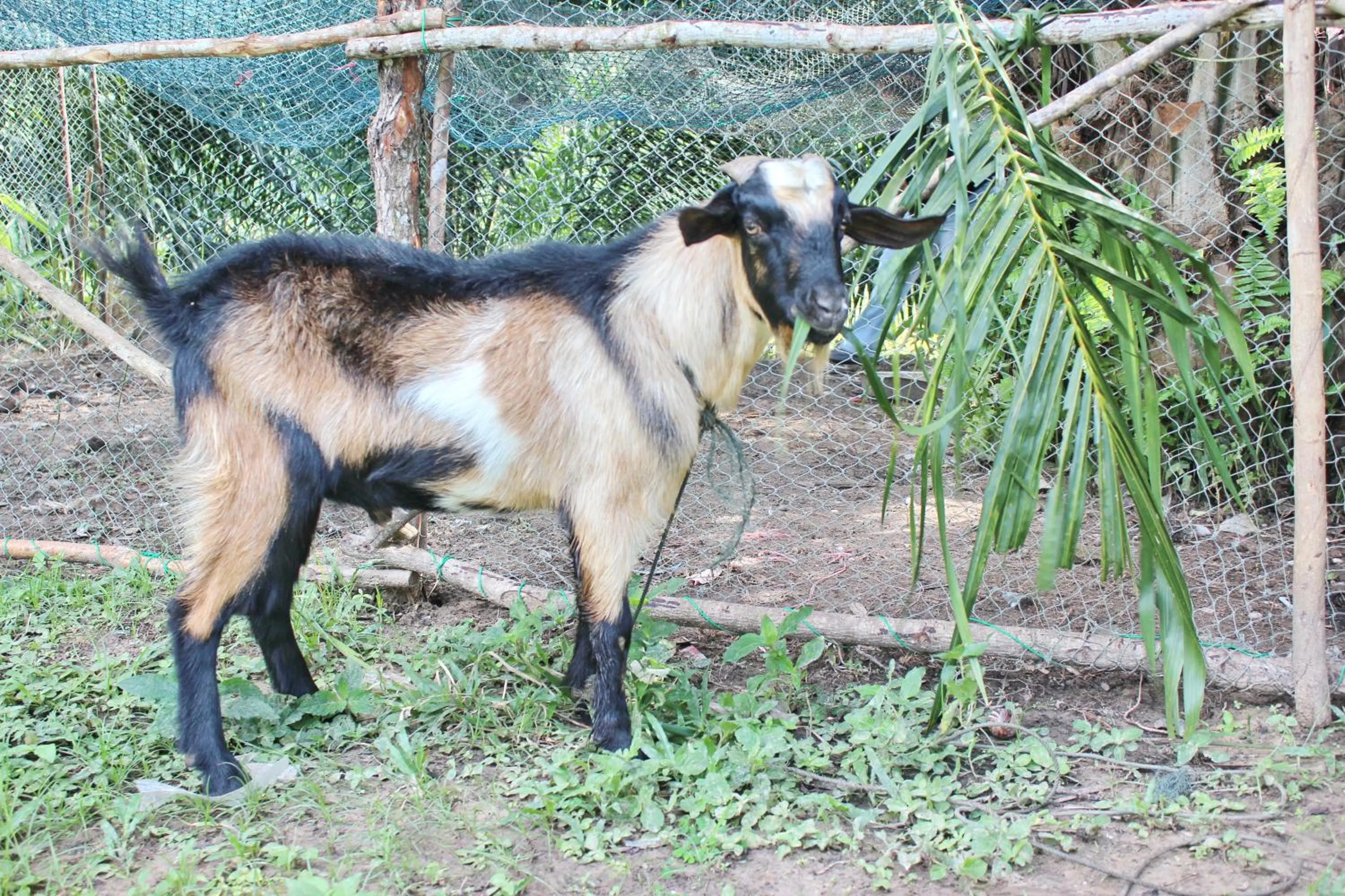 Activities in YaoIsland Resort and Farm