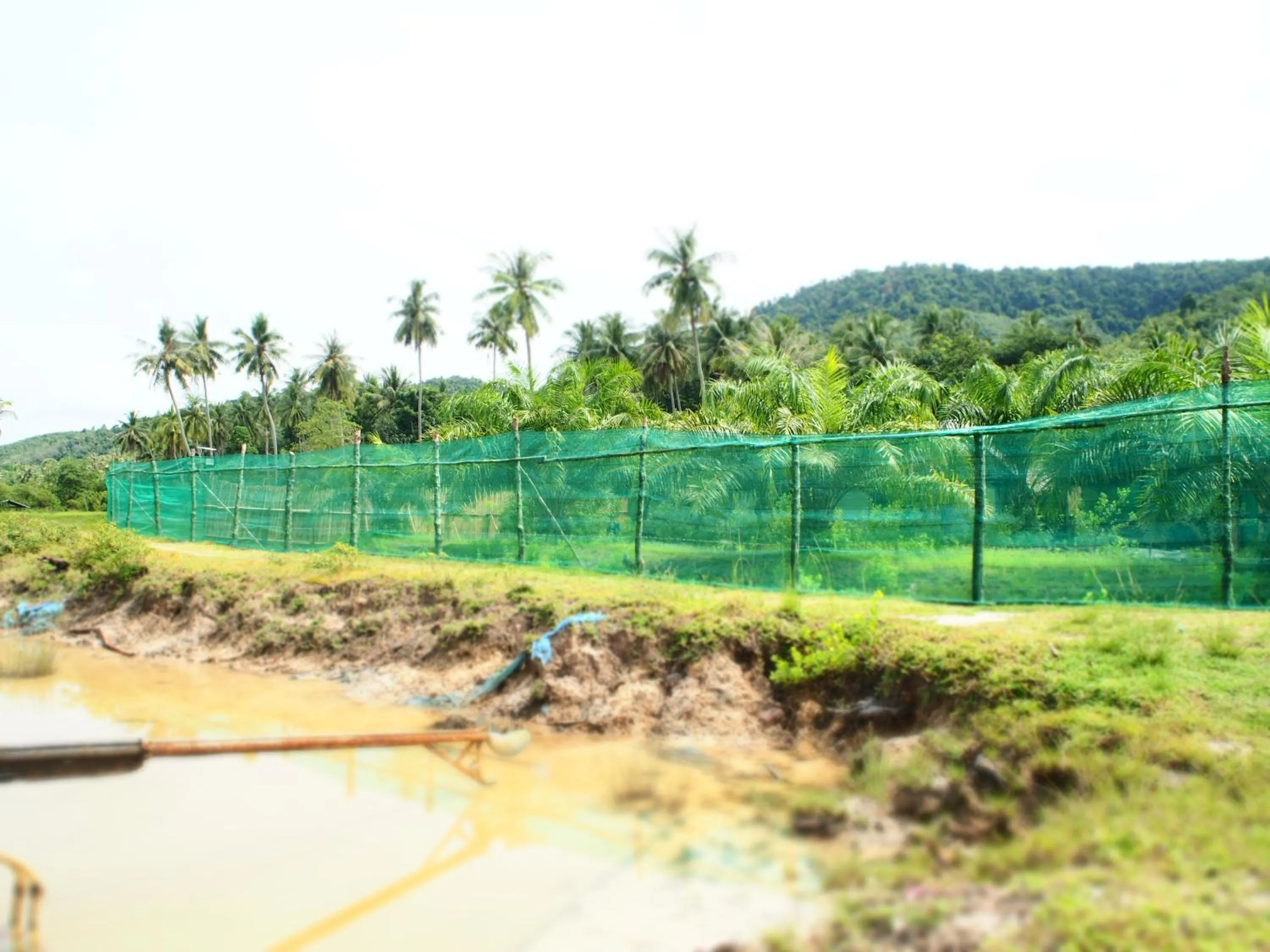 Natural landscape in YaoIsland Resort and Farm