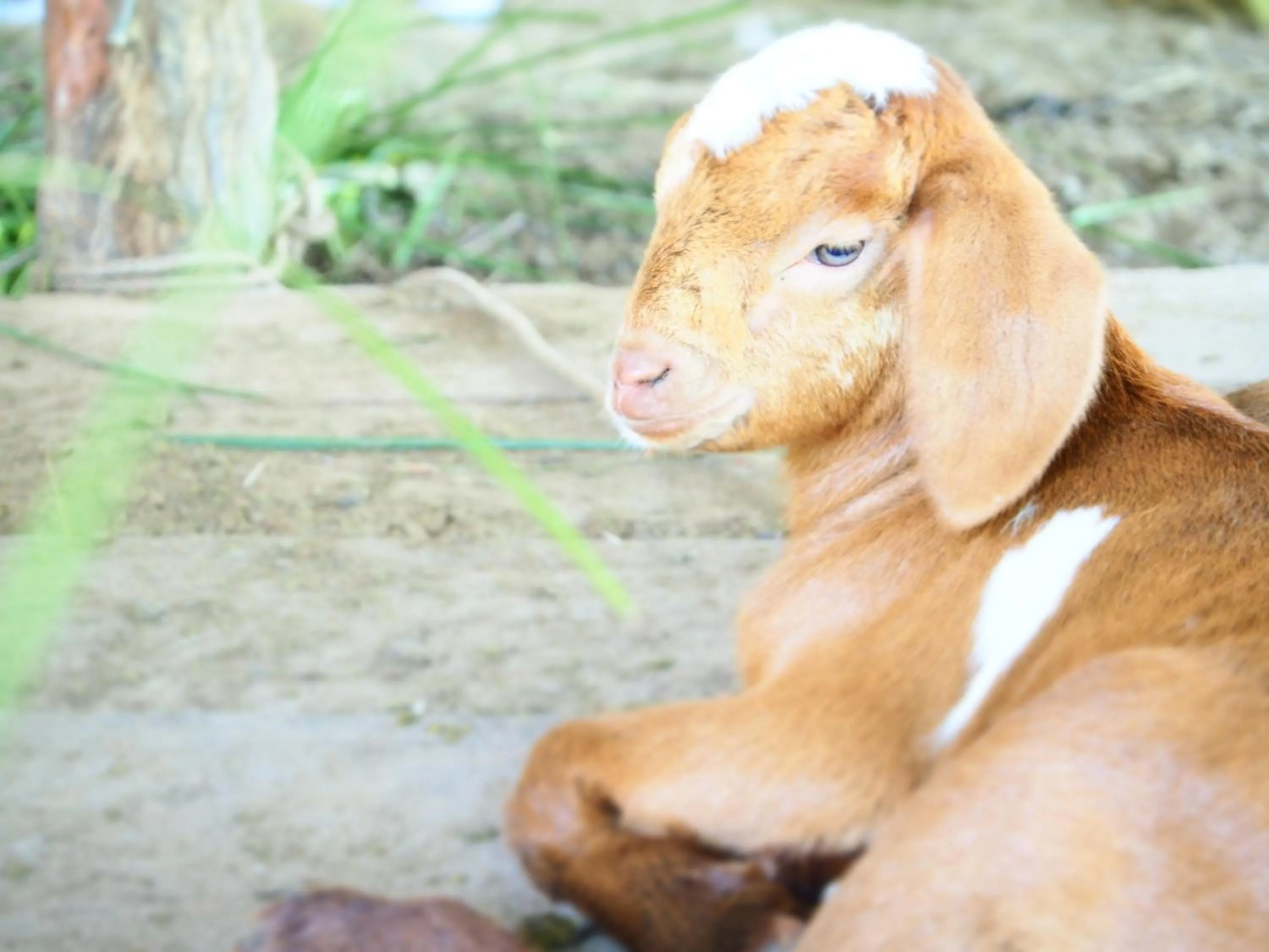 Animals in YaoIsland Resort and Farm