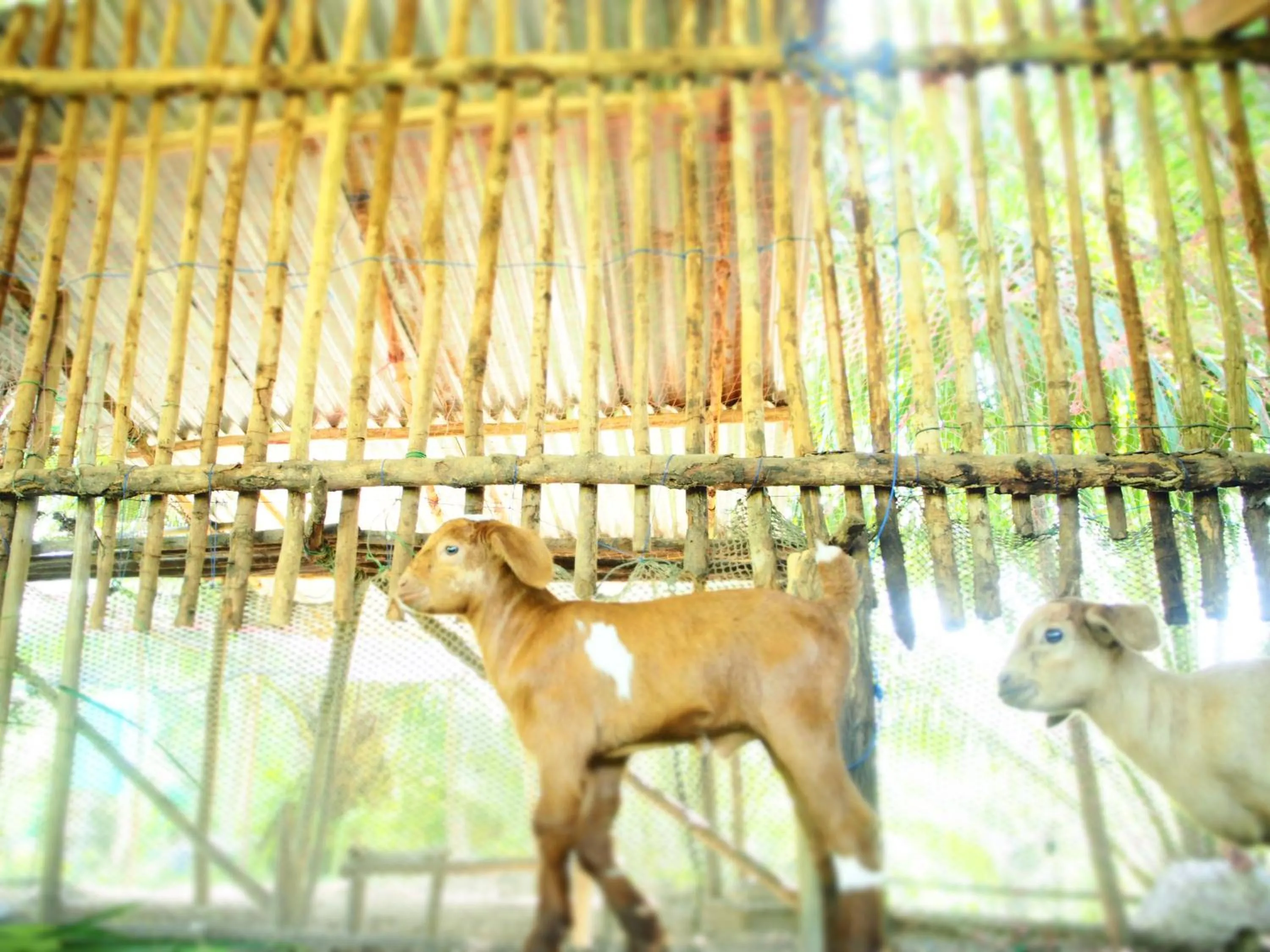 Animals in YaoIsland Resort and Farm
