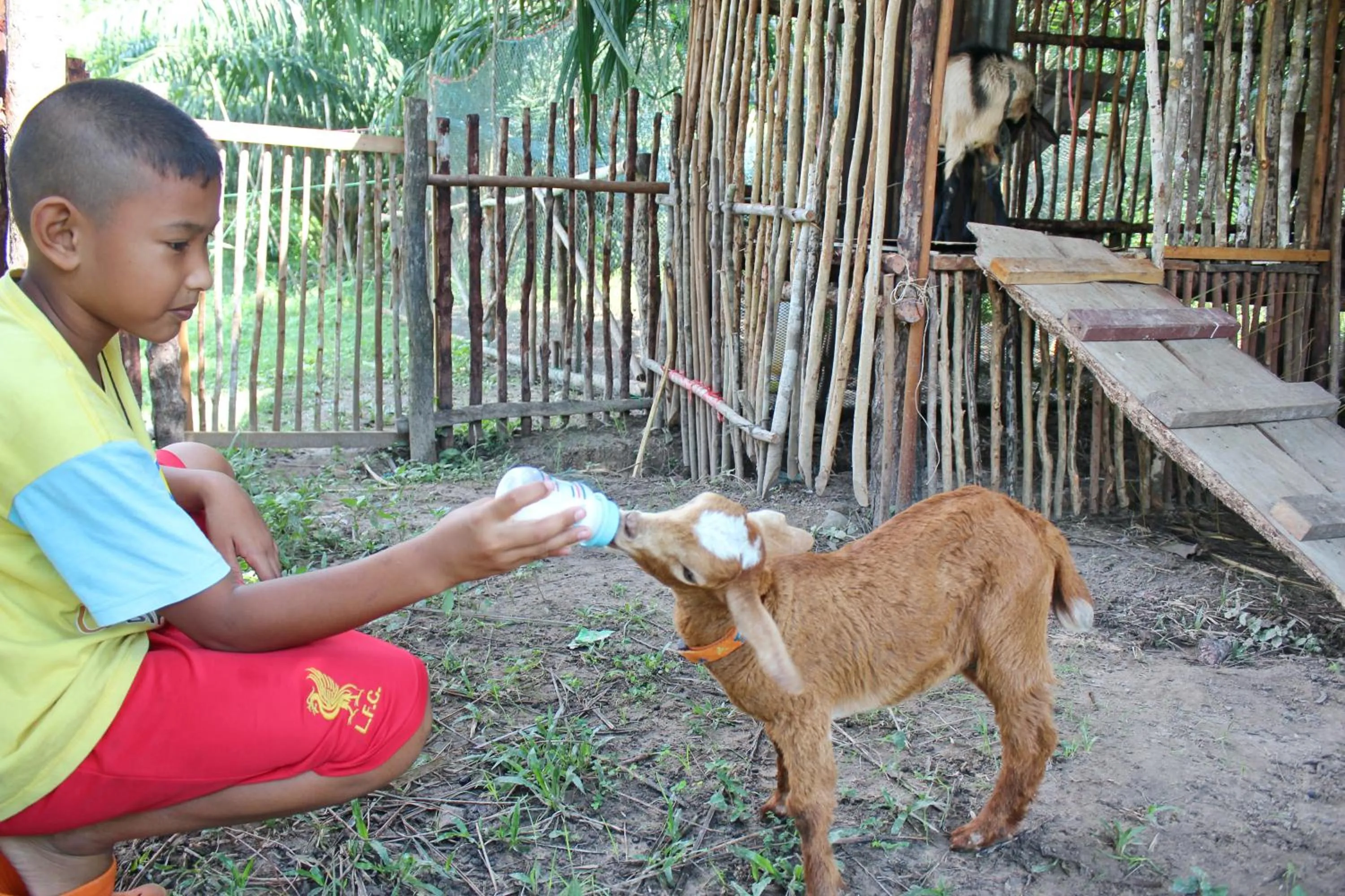 Activities in YaoIsland Resort and Farm