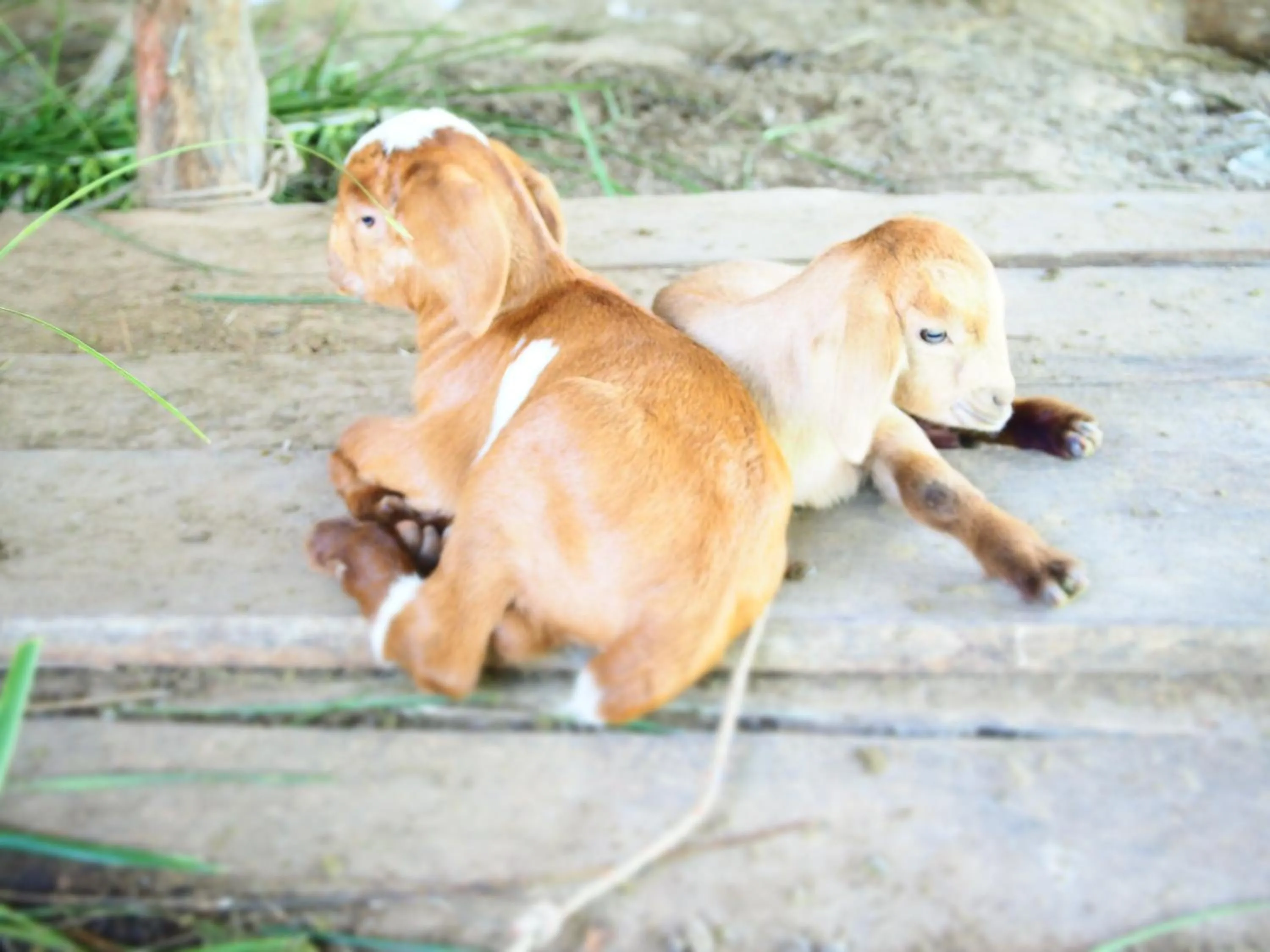 Animals in YaoIsland Resort and Farm