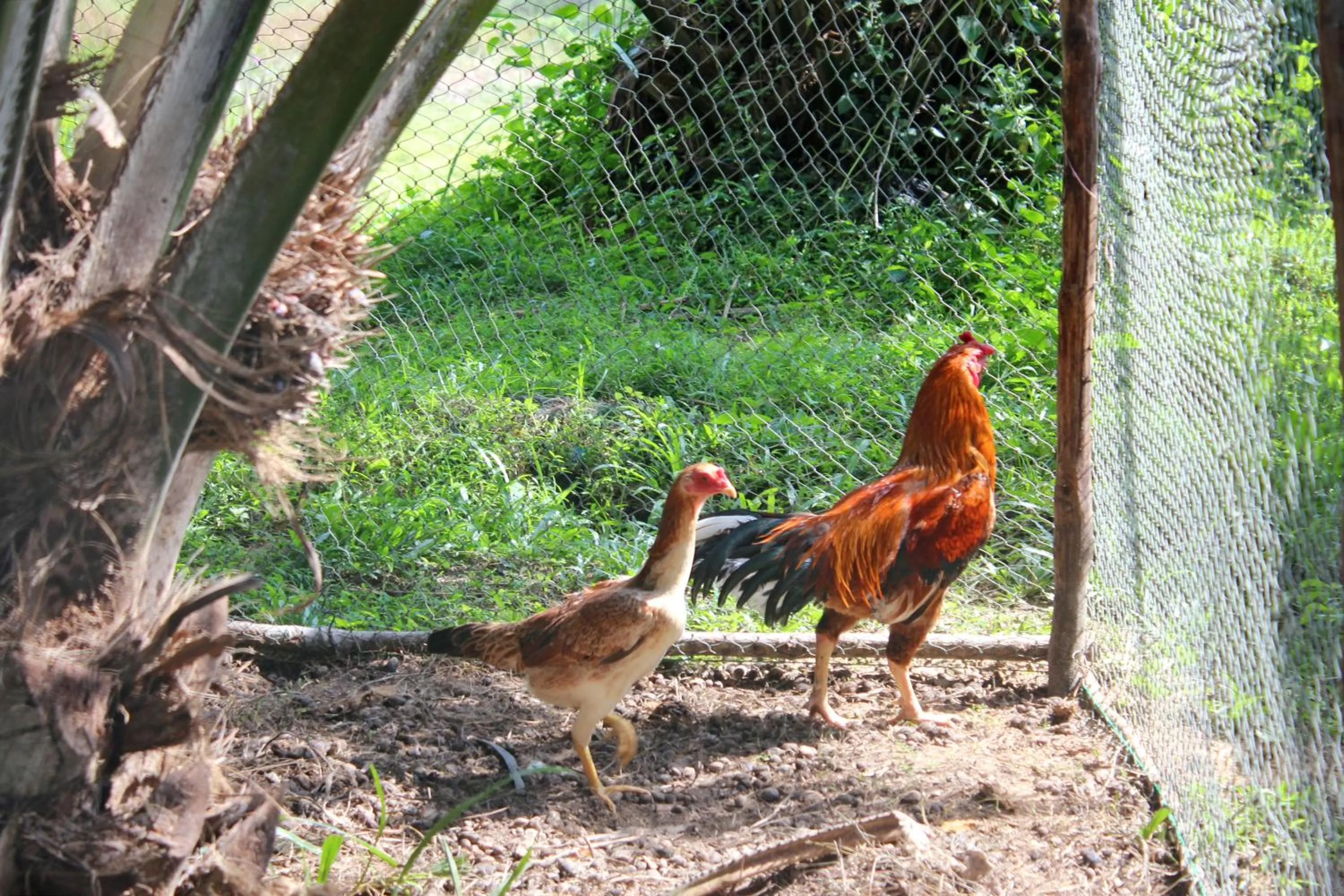 Activities in YaoIsland Resort and Farm