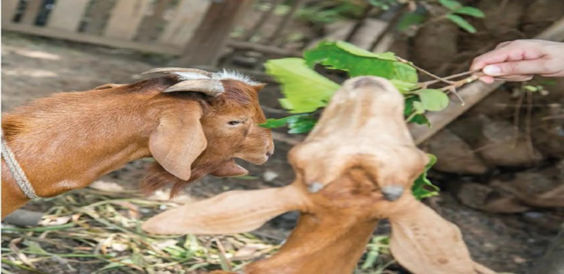 Animals in YaoIsland Resort and Farm